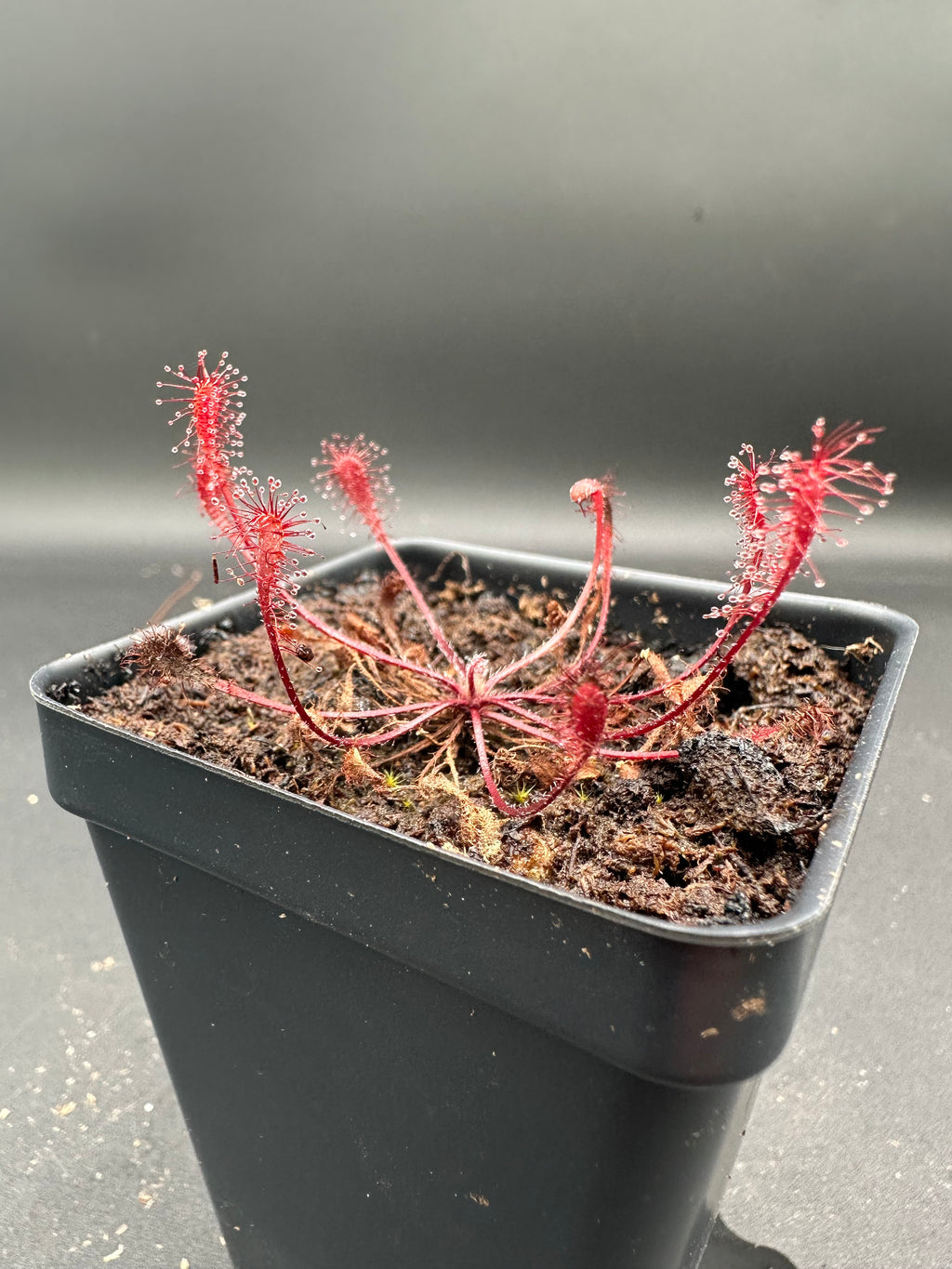 Drosera nidiformis (Near Port Edwards, ZAF)