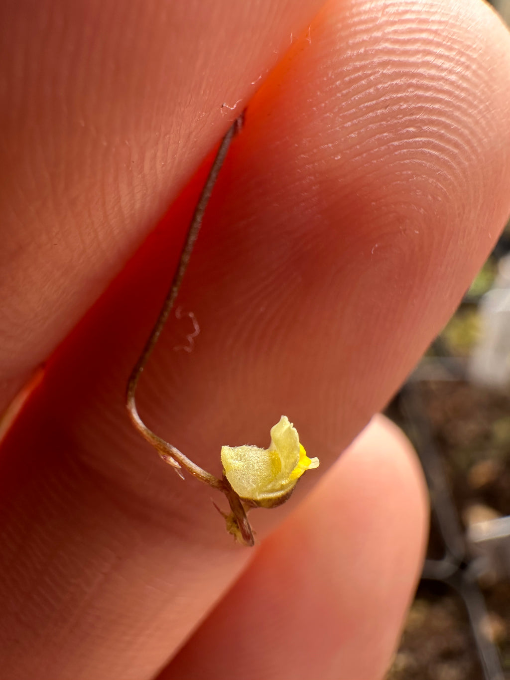 Utricularia appendiculata (SWZ)