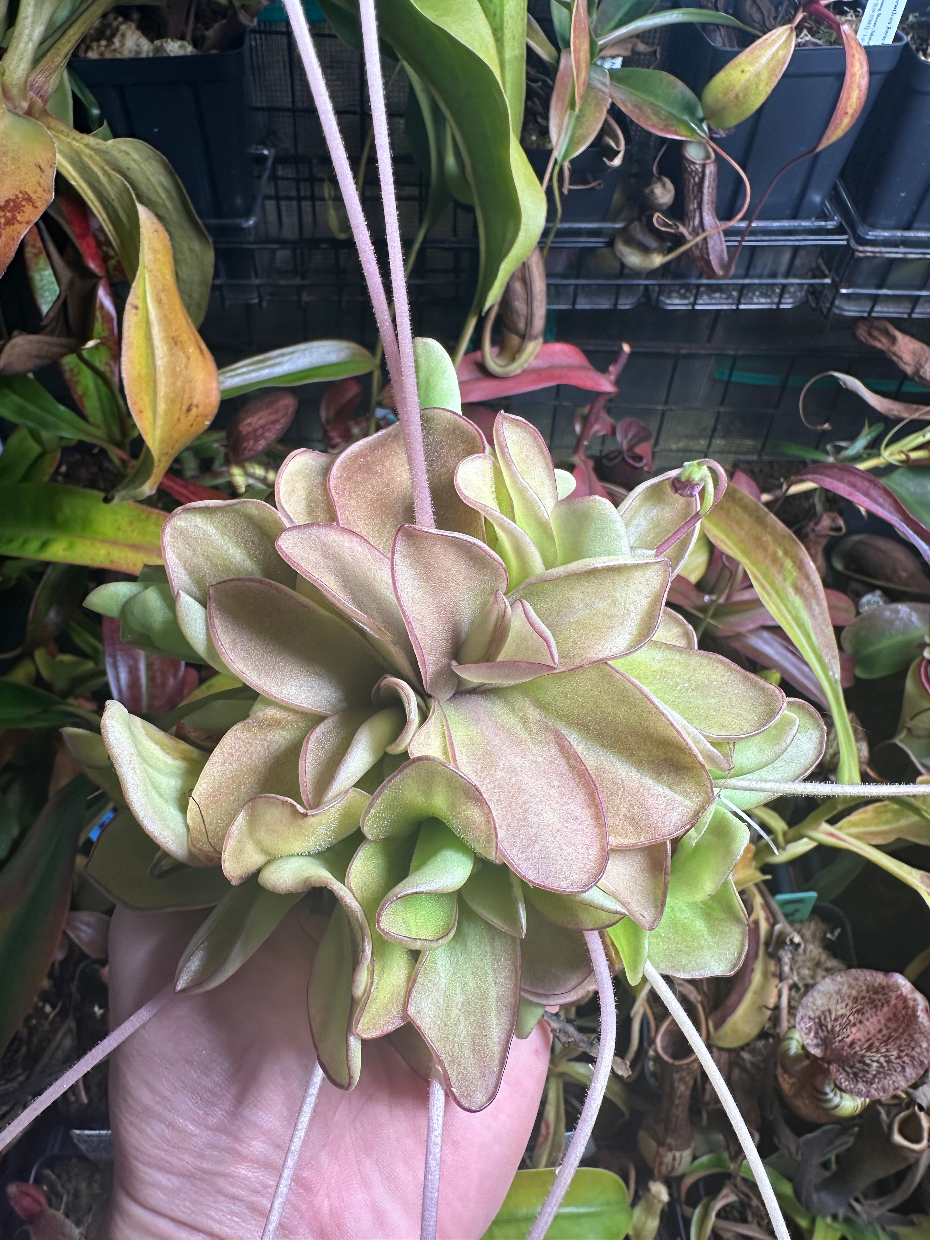 Pinguicula 'Razzberry Blonde'