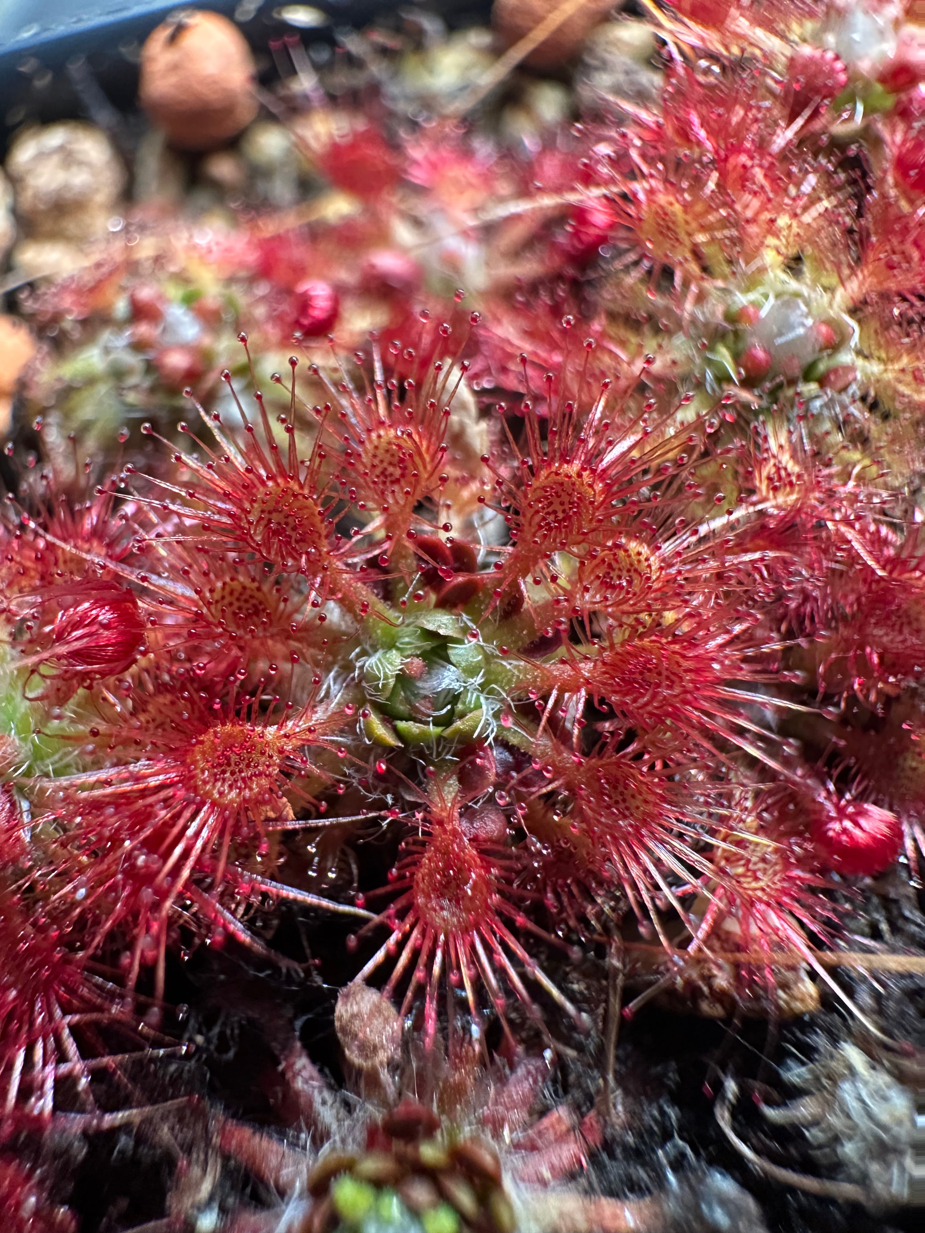 Drosera allantostigma gemmae