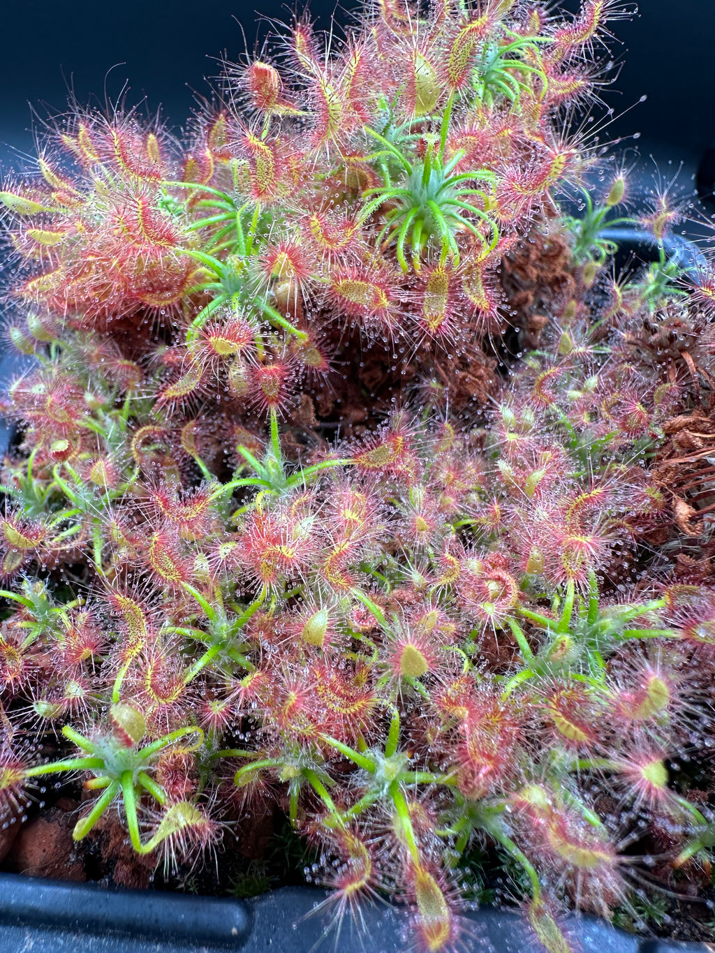 Drosera scorpioides (Gidgegannup, WA) gemmae (15 count)
