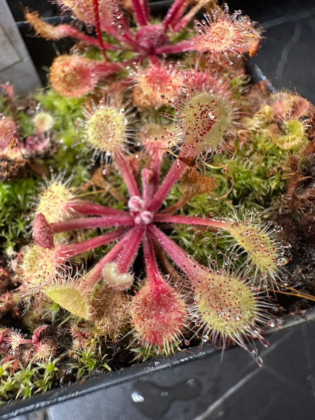 Drosera collinsae seeds