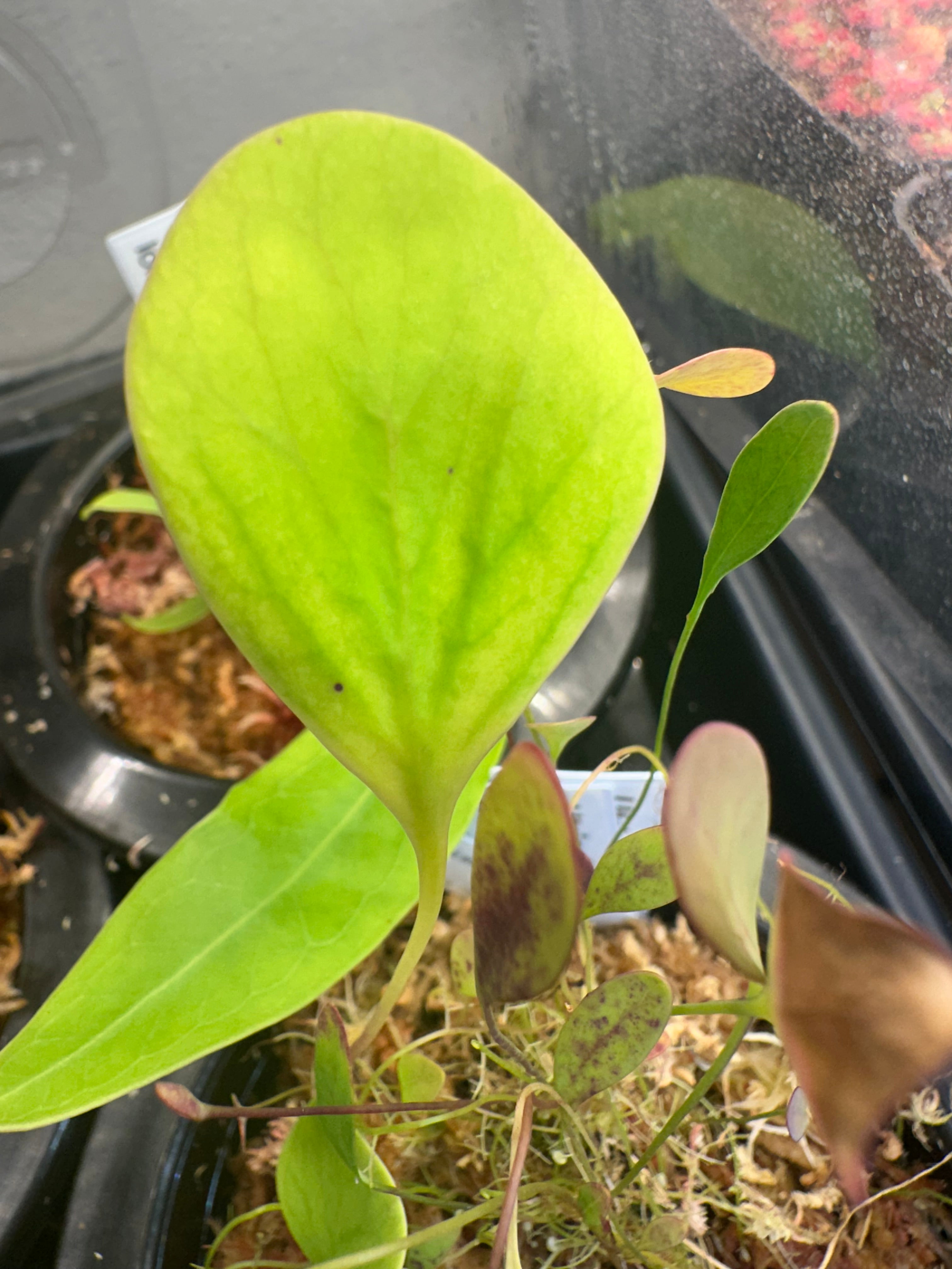 Utricularia humboldtii