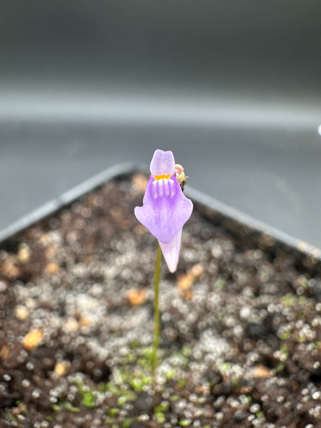Utricularia caerulea