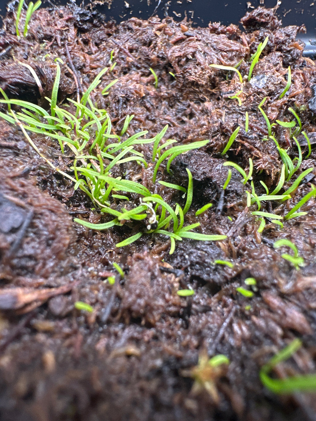 Utricularia rostrata (Chapada Diamantina, Bahia, BRA)