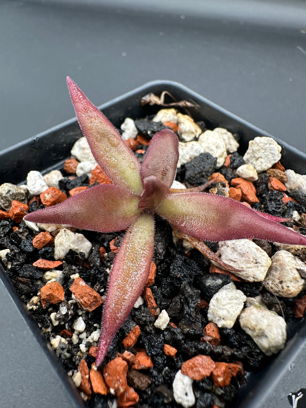 Pinguicula 'Red Starfish'