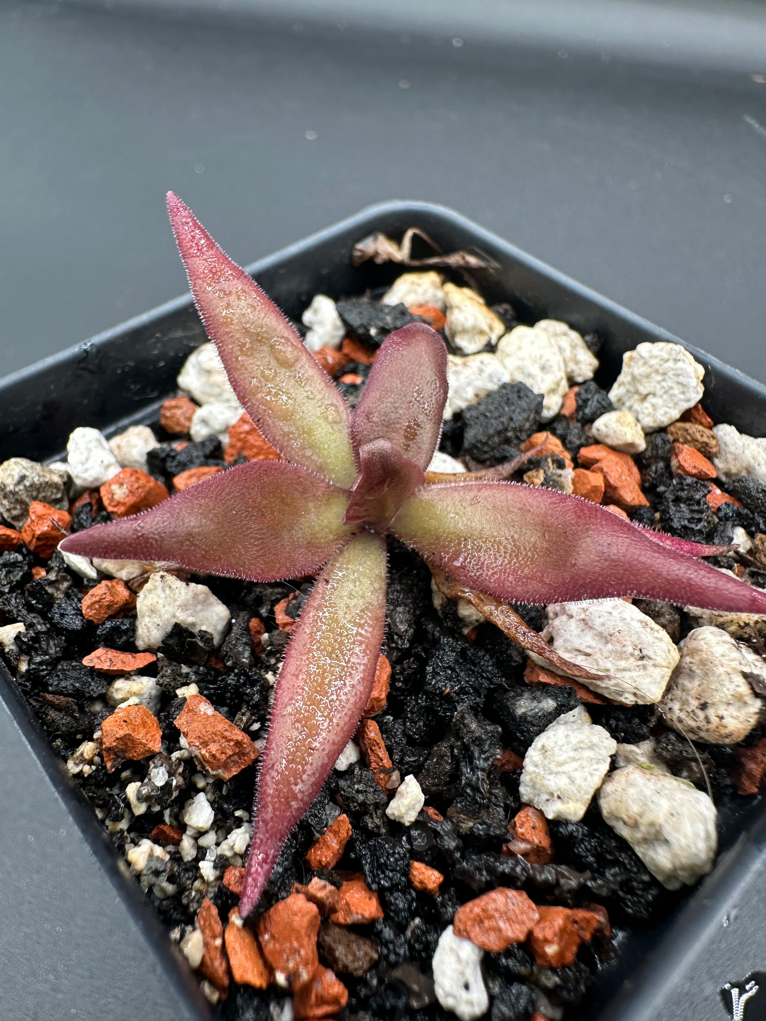 Pinguicula 'Red Starfish'