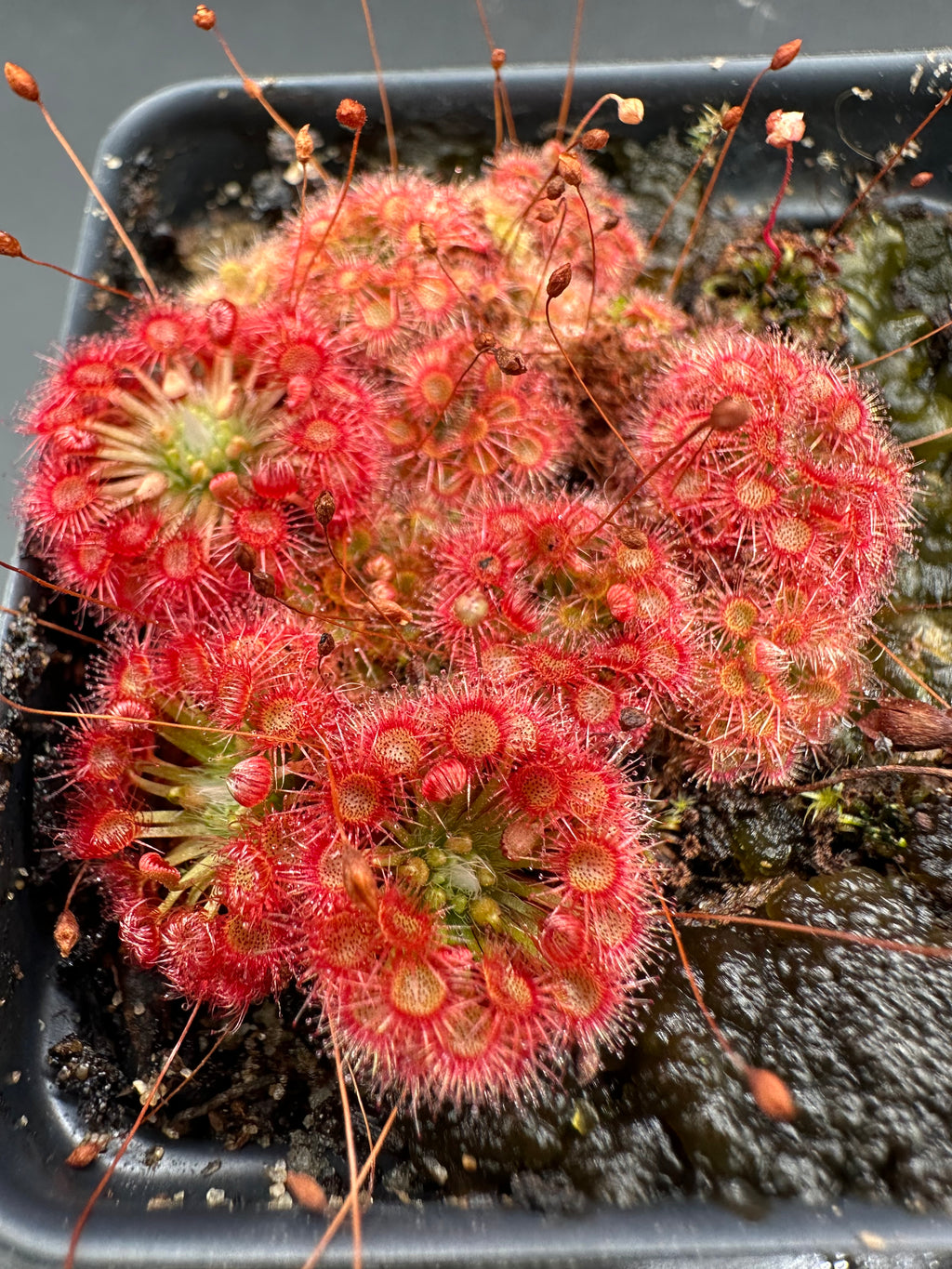 Drosera x badgerupii gemmae 15 count