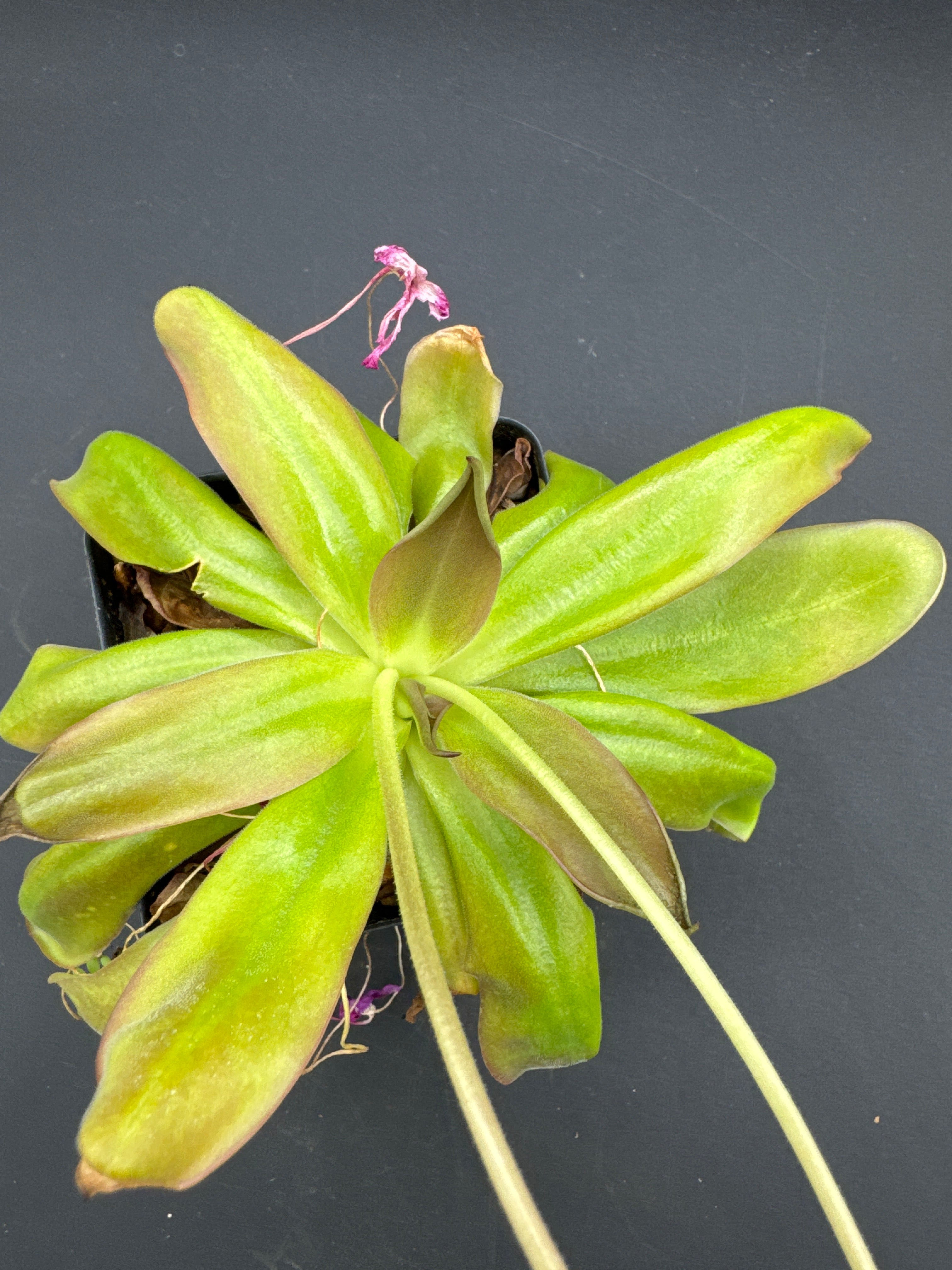 Pinguicula moranensis x moctezumae