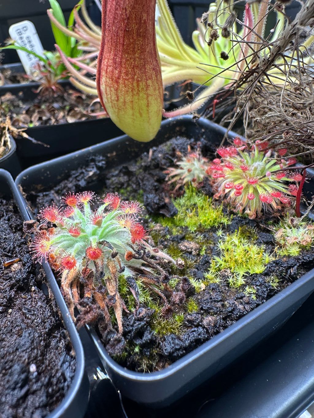 Drosera petiolaris complex hybrids No ID seeds 25+