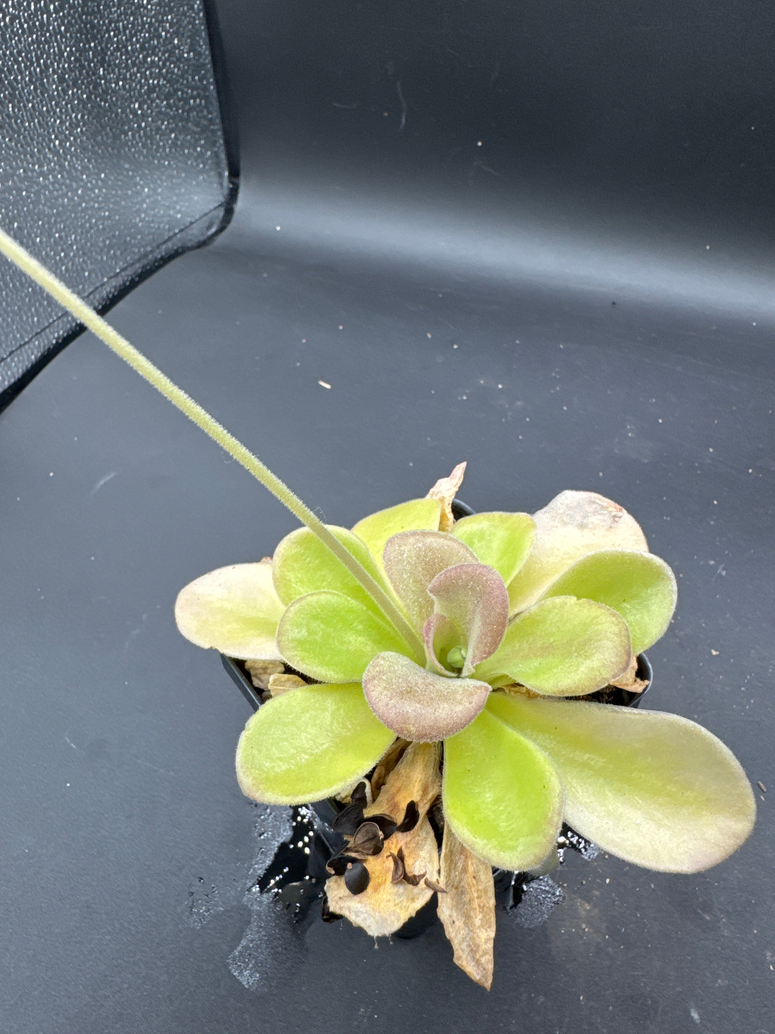 Pinguicula agnata "El Lobo"