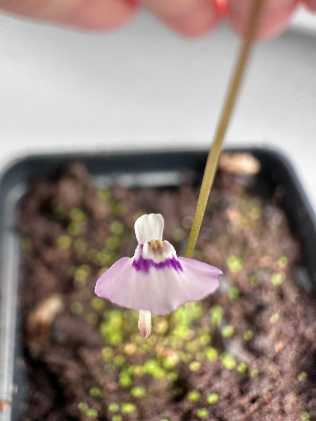 Utricularia uniflora (Lithgow, NSW, AUS) seeds