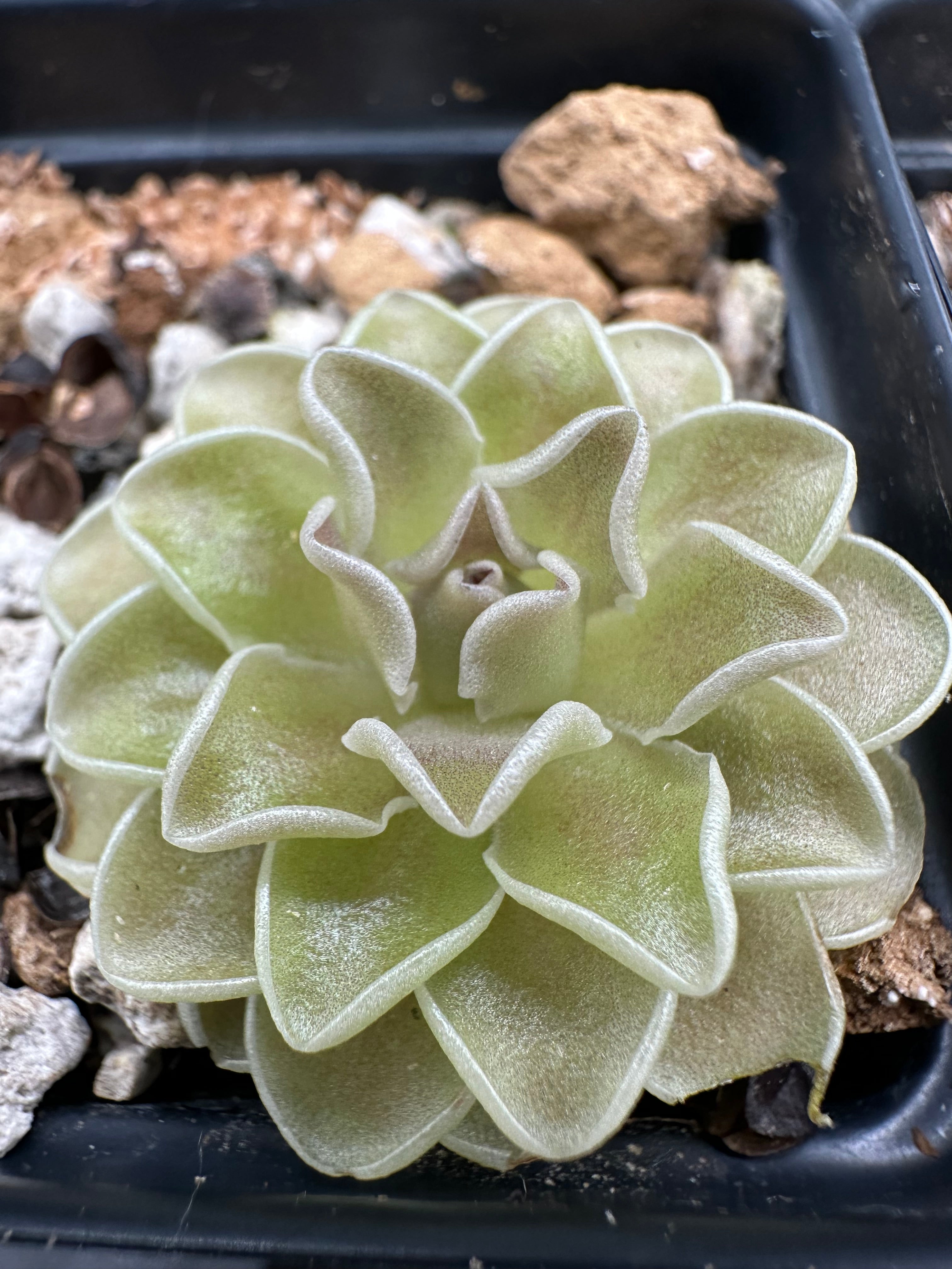 Pinguicula ehlersiae "Cotton Candy"