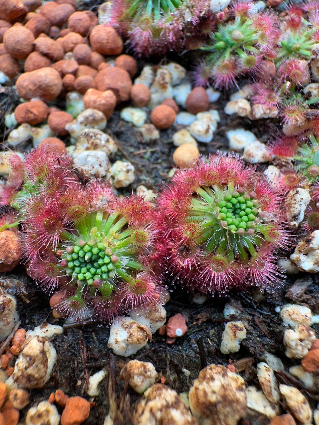 Drosera leucoblasta gemmae