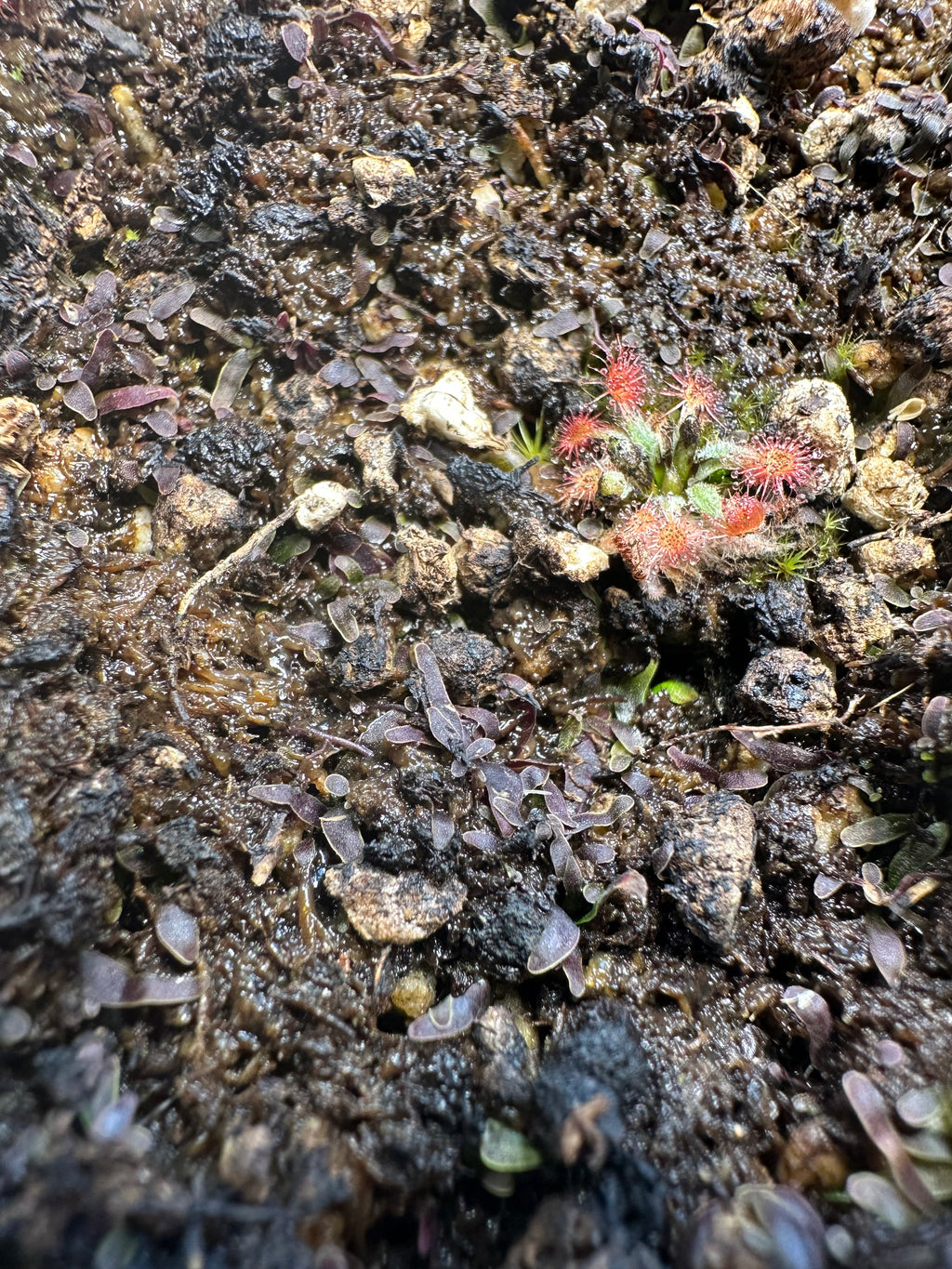 Utricularia appendiculata (SWZ)