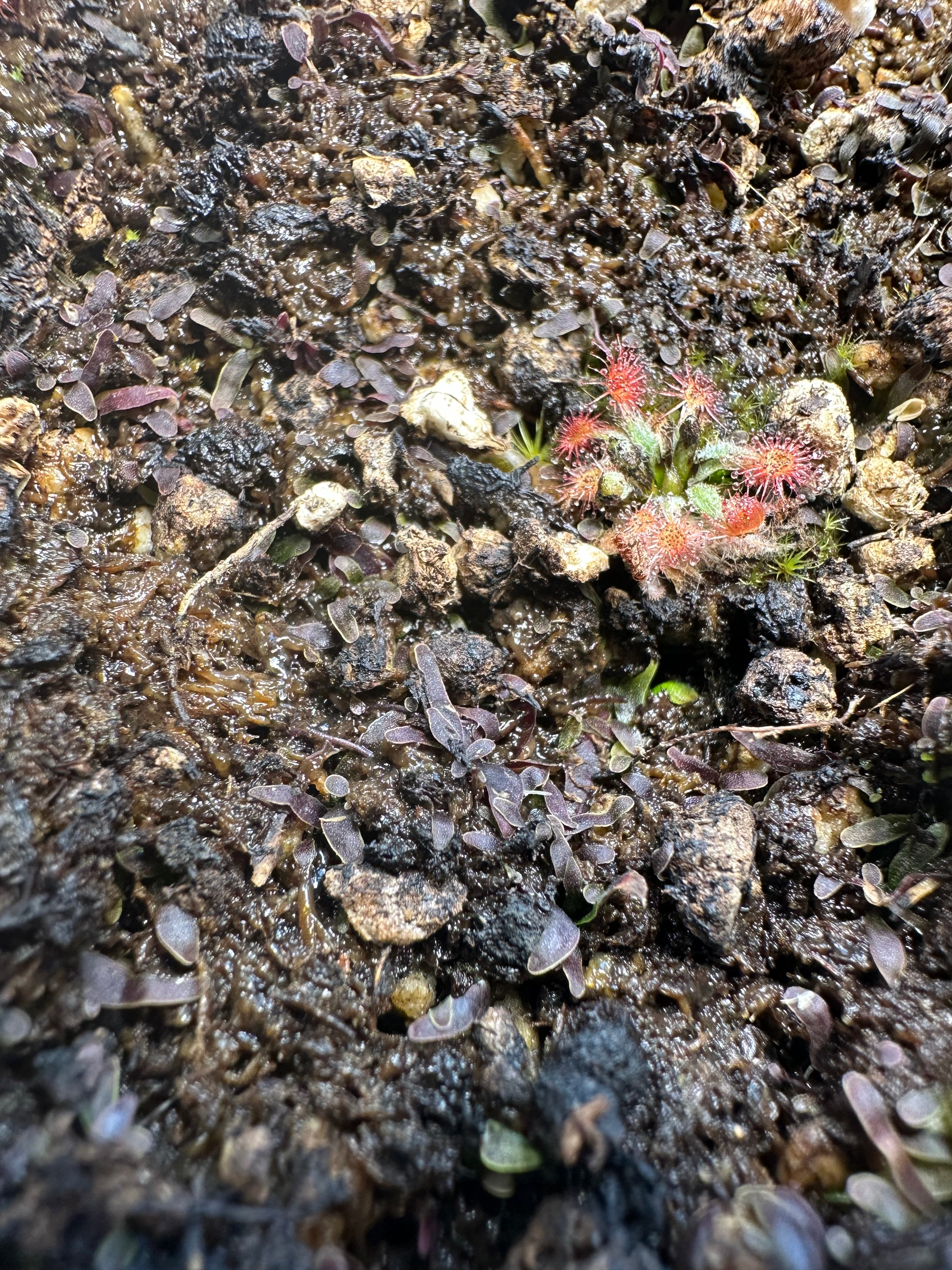 Utricularia appendiculata (SWZ)
