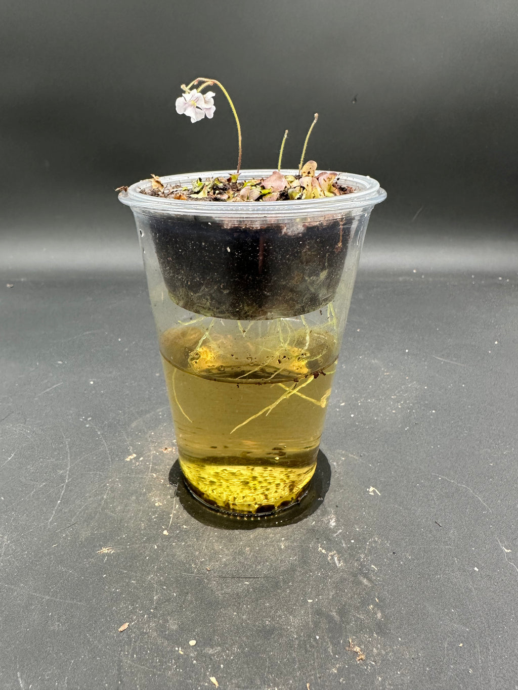 Genlisea violacea (Serra do Cipo, BRA)