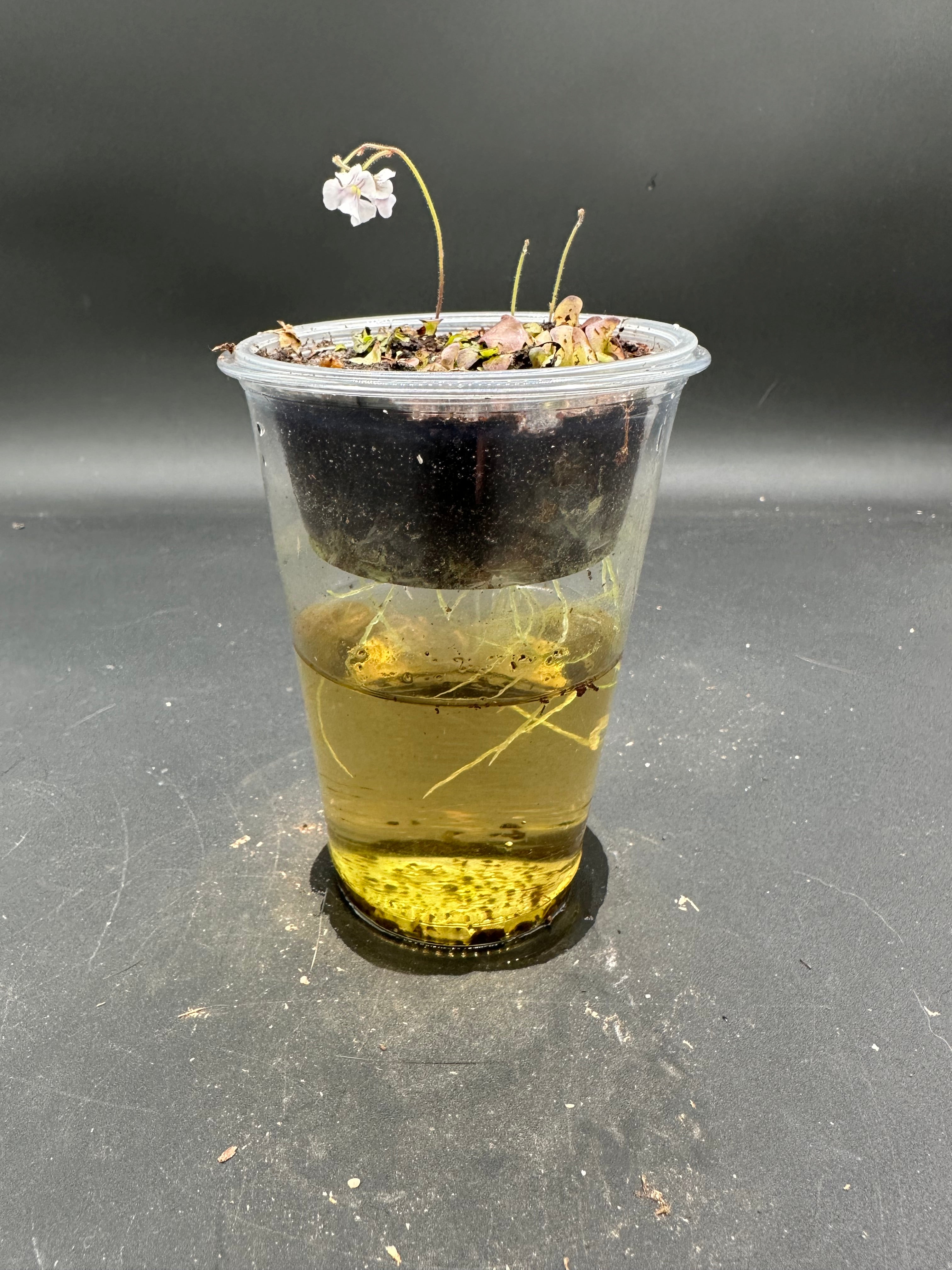 Genlisea violacea (Serra do Cipo, BRA)