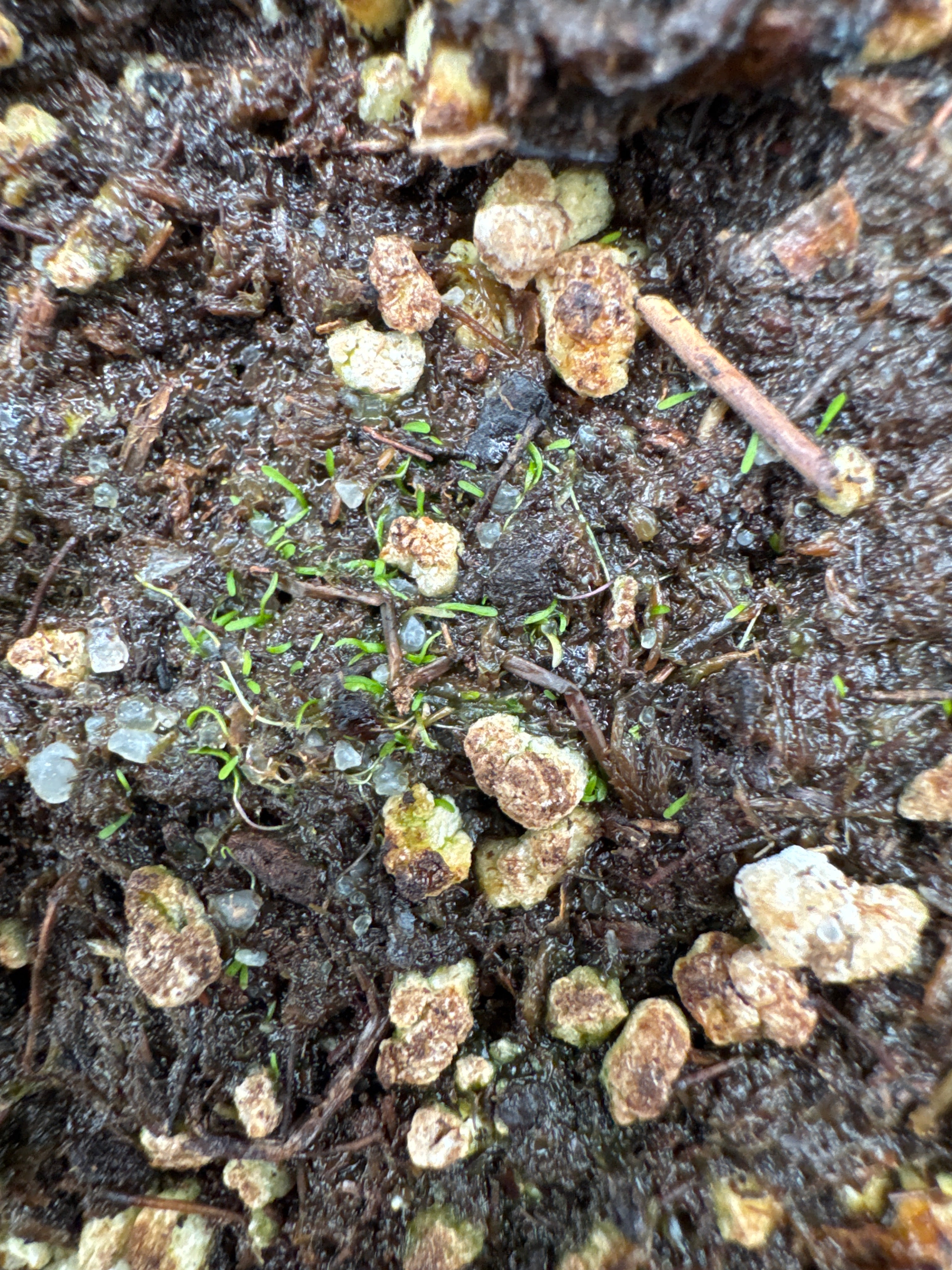 Utricularia lateriflora (Rainbow Beach, Queensland, AUS)