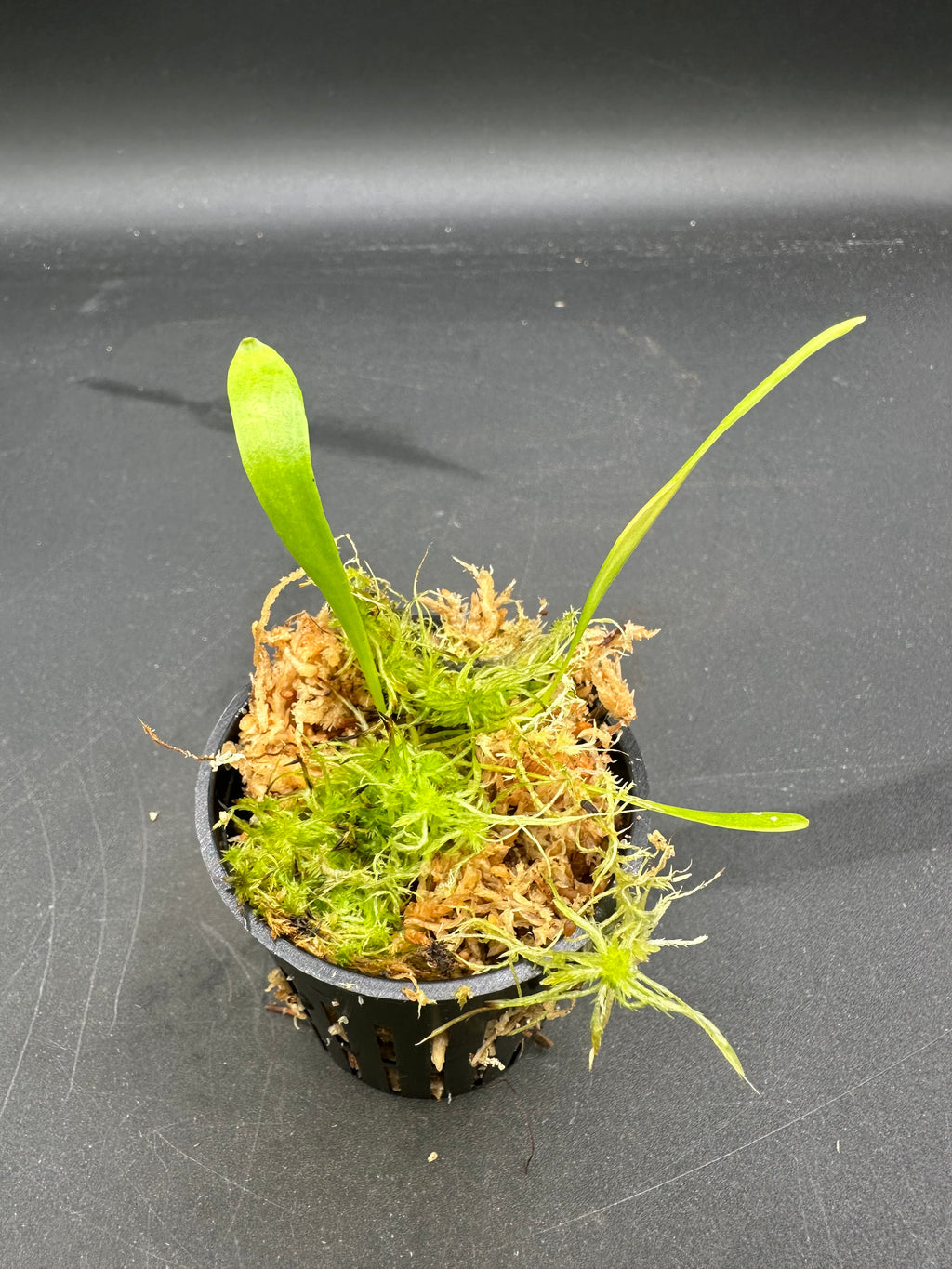 Utricularia alpina (Cerro Culebra, VEN)