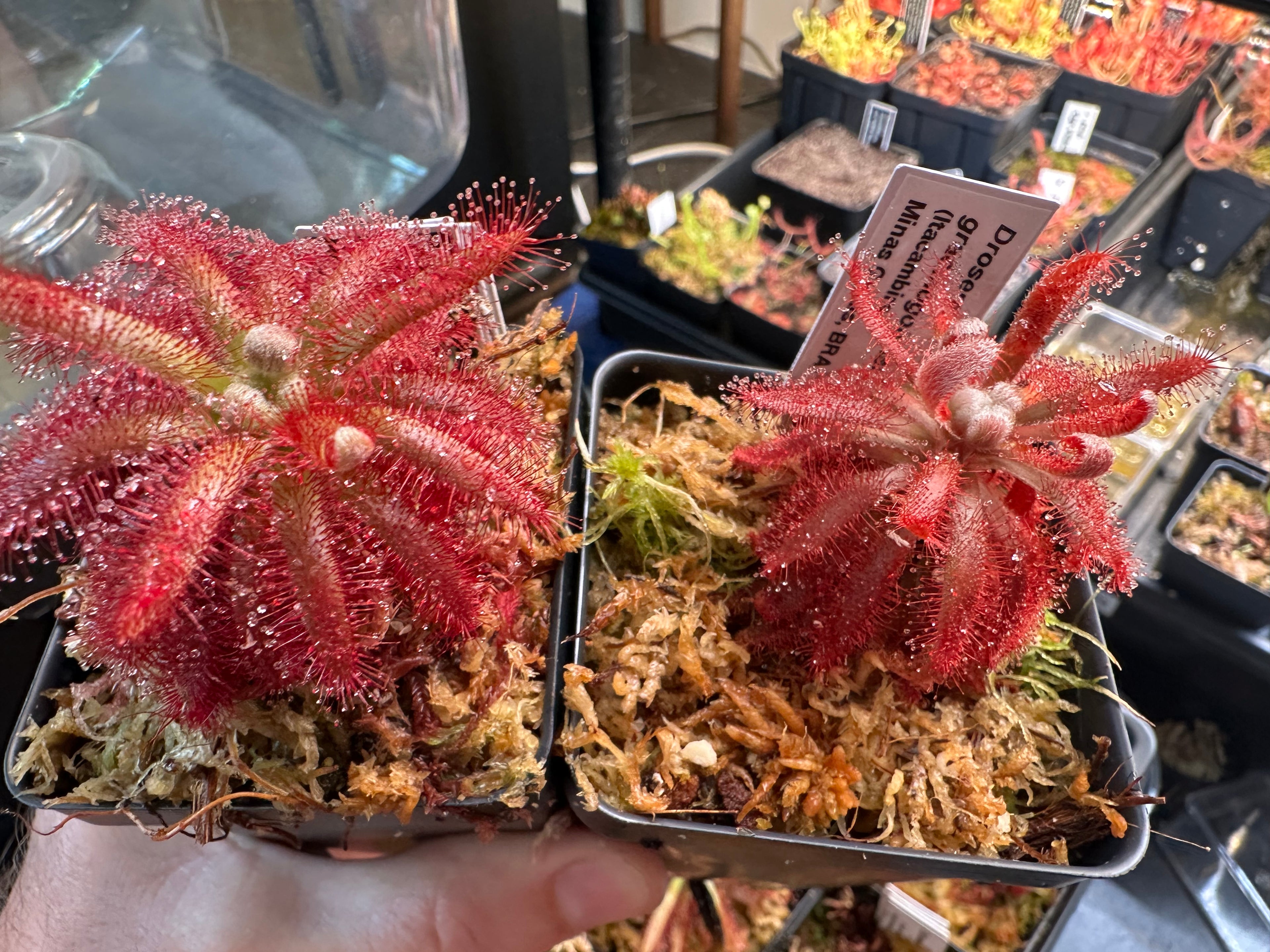 Drosera graomogolensis (Itacambira, Minas Gerais, BRA)