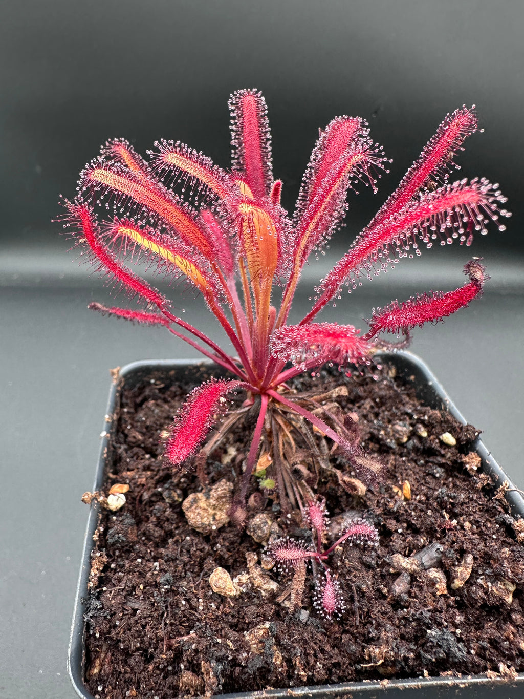 Drosera capensis (Pakhuis Pass, ZAF) "ex. Lowrie seed"