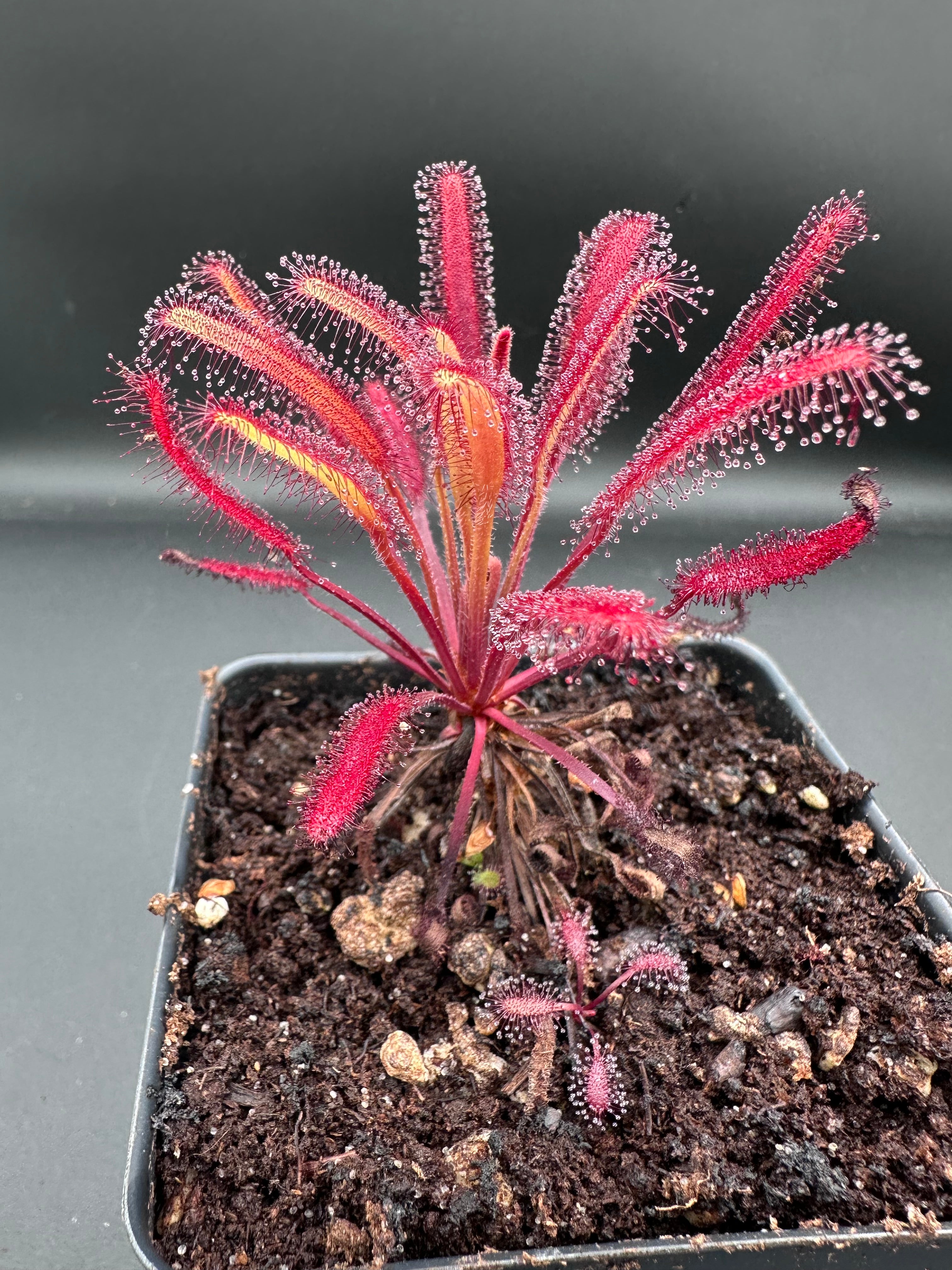 Drosera capensis (Pakhuis Pass, ZAF) "ex. Lowrie seed" seeds