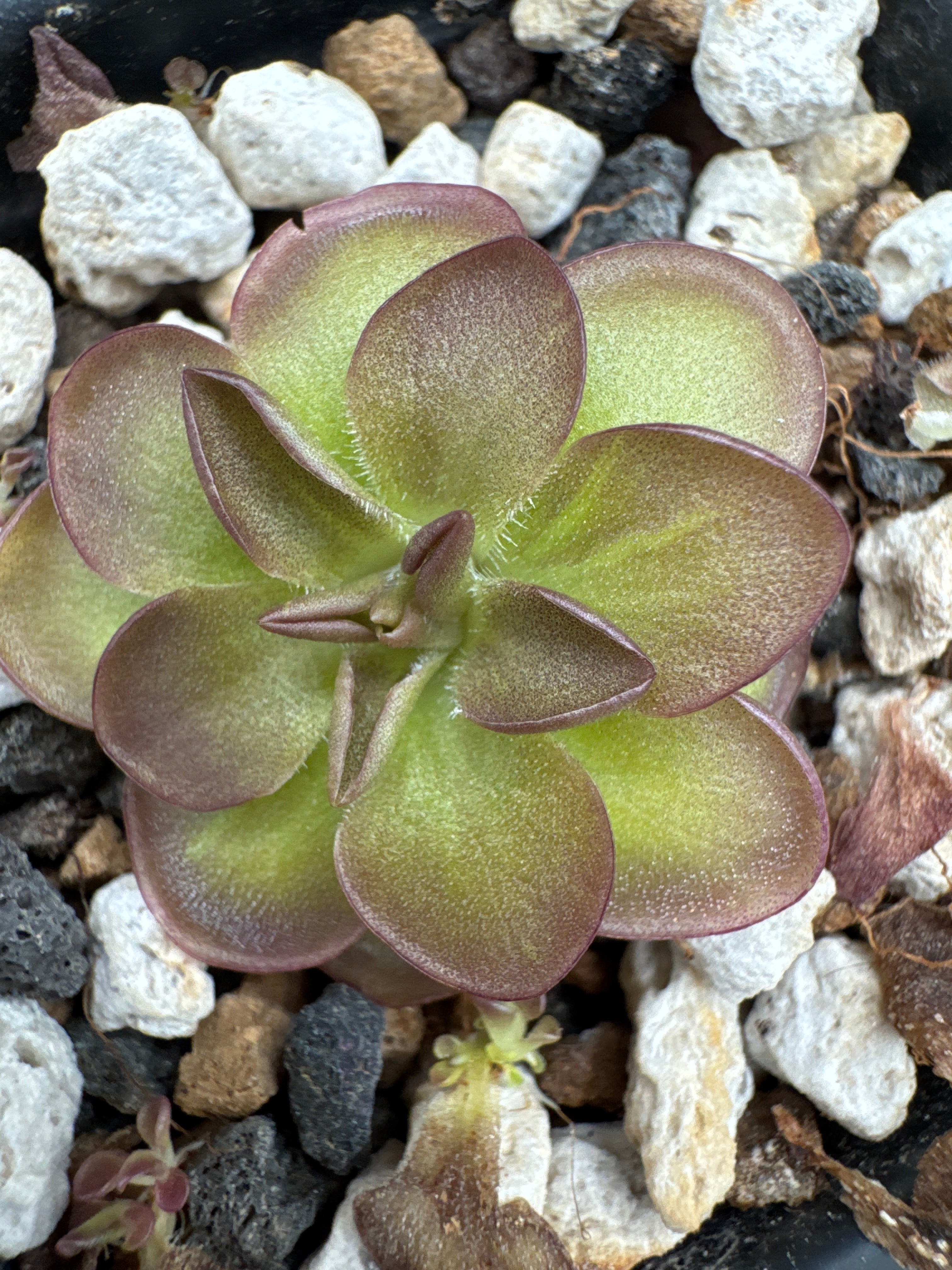 Pinguicula laueana Tangerine x cyclosecta