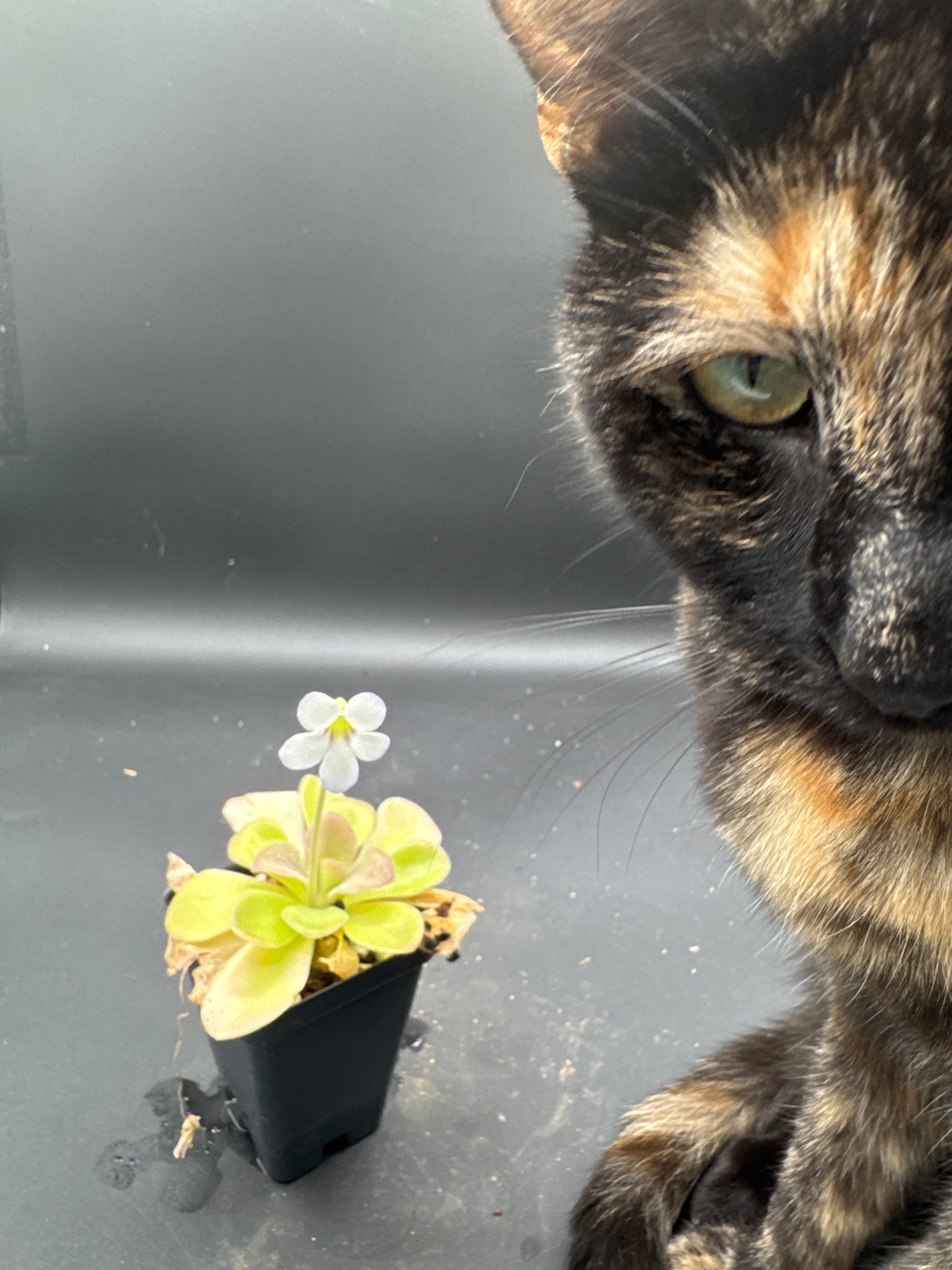 Pinguicula agnata "El Lobo"