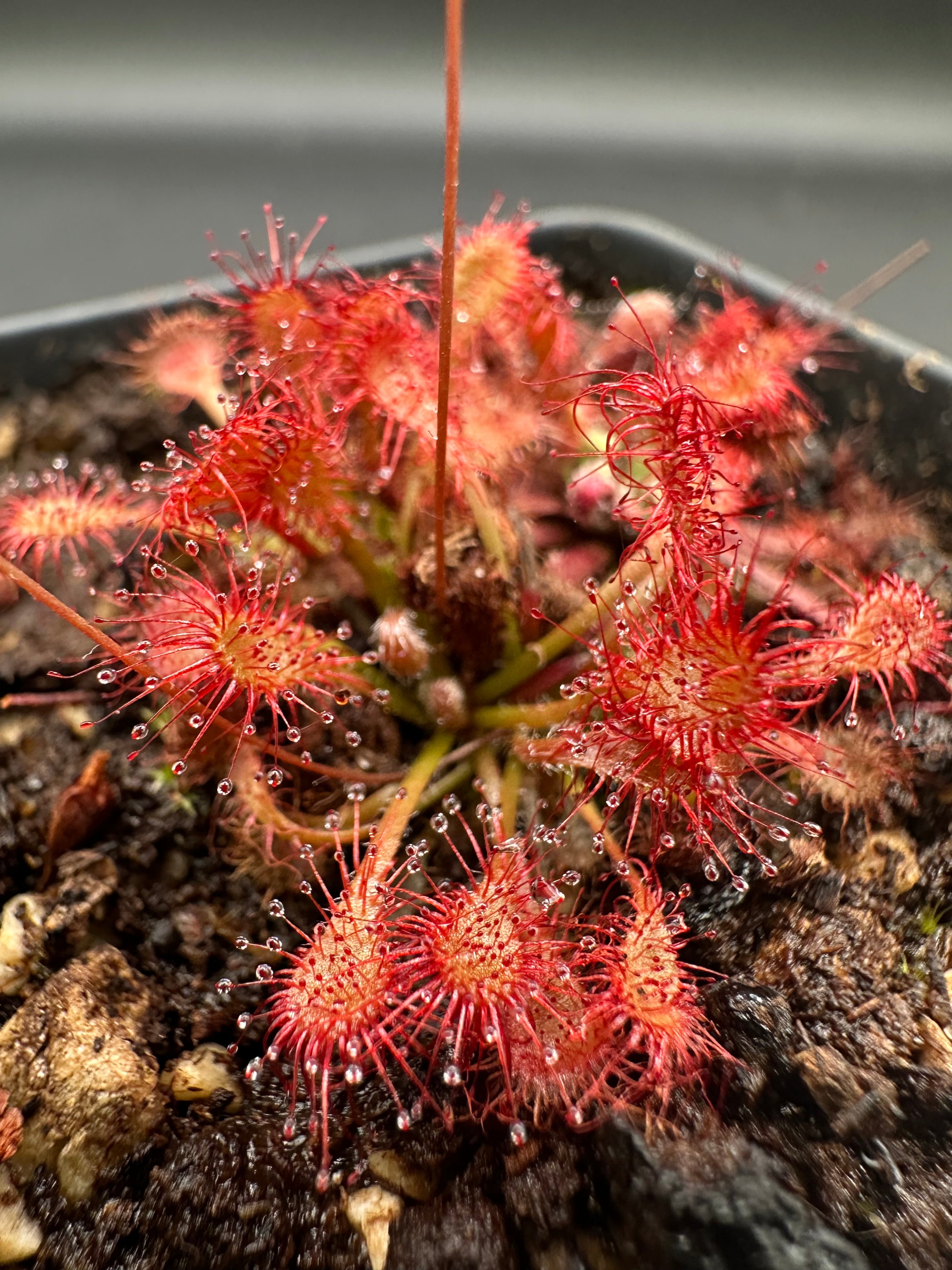 Drosera oblanceolata (Hong Kong) seeds