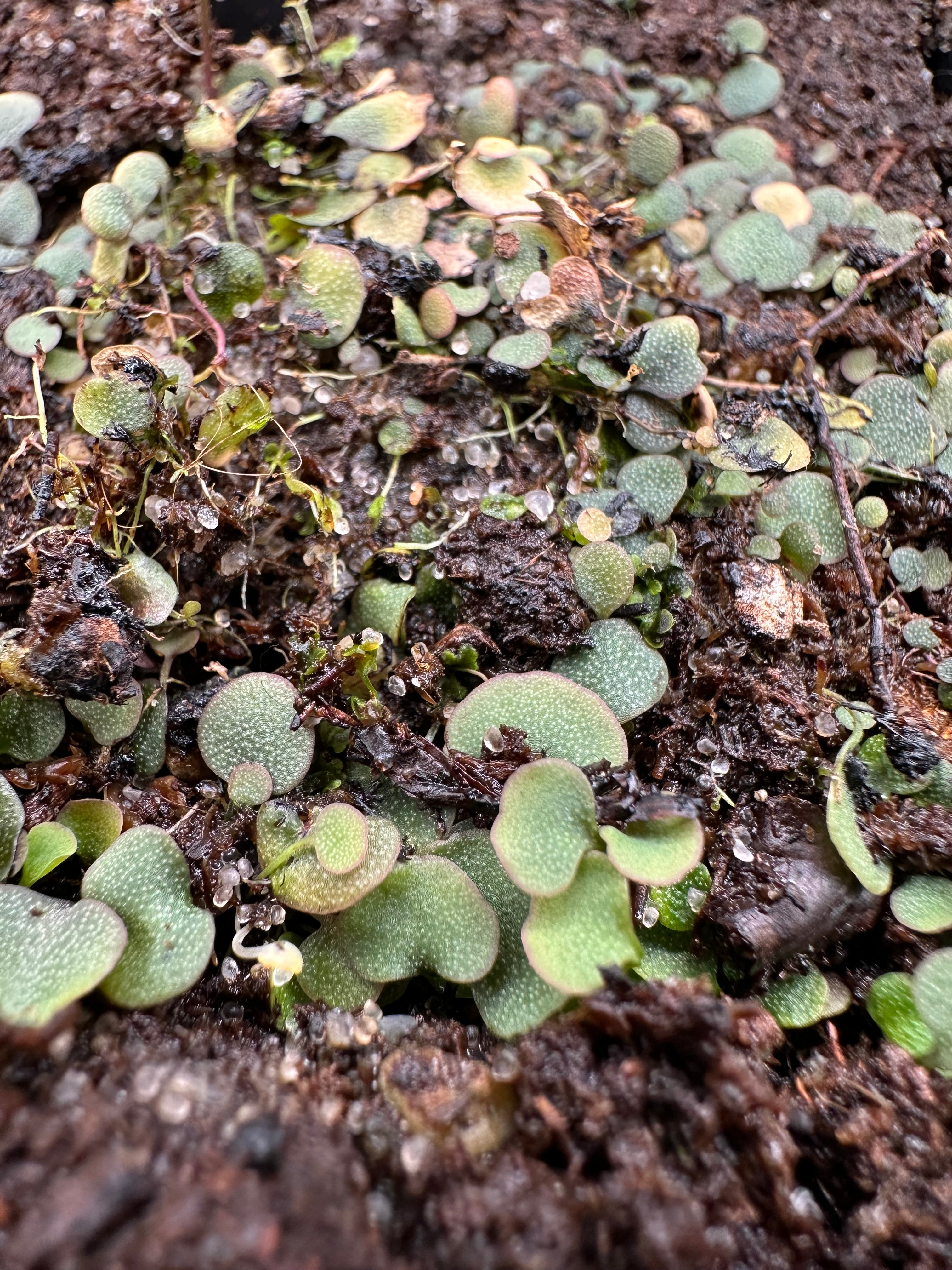Utricularia nephrophylla "pink flower"
