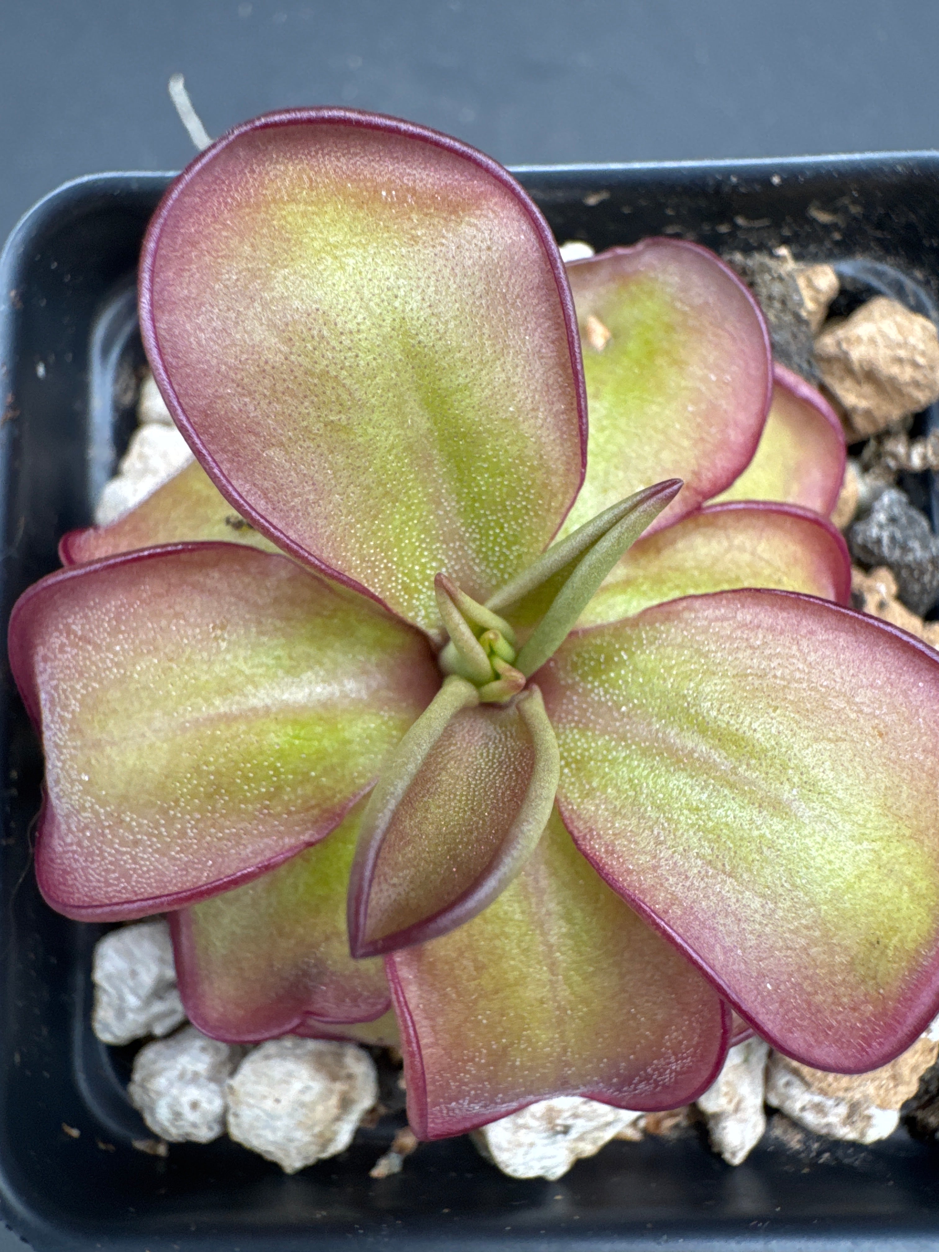 Pinguicula laueana “CP2” x emarginata