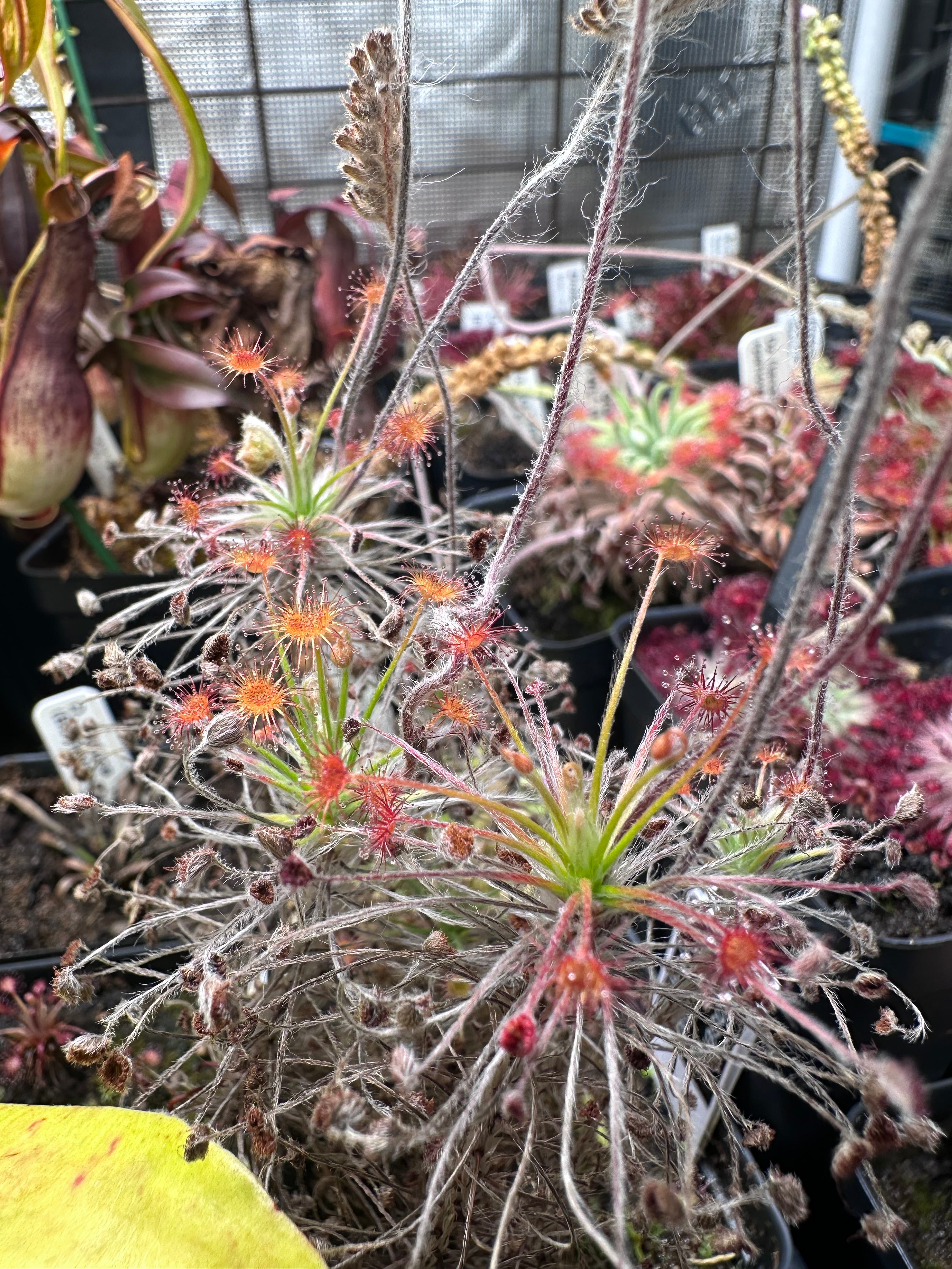 Drosera paradoxa NT Form seeds – Crabcore's Carnivores