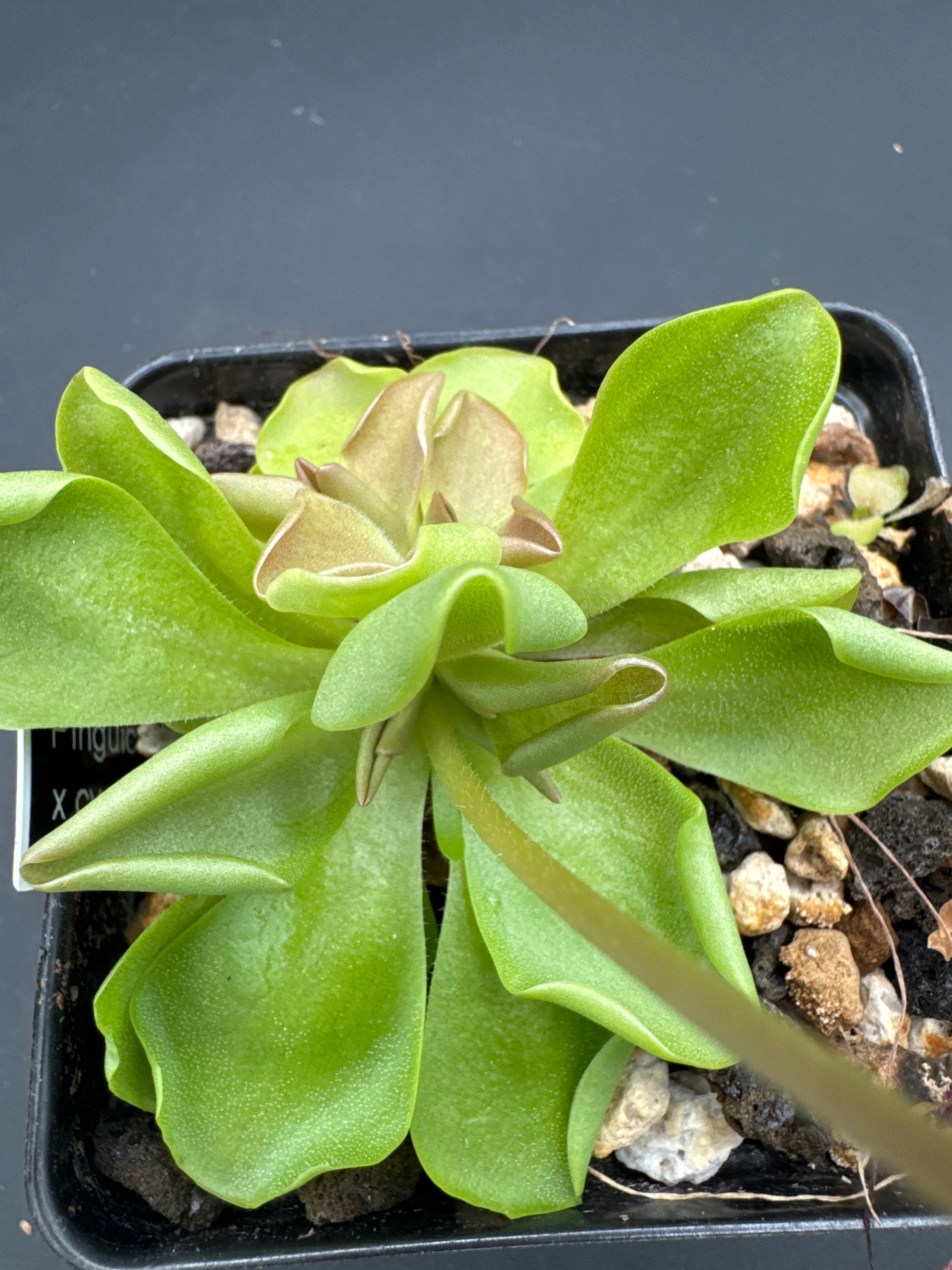 Pinguicula ‘Weser’ x cyclosecta