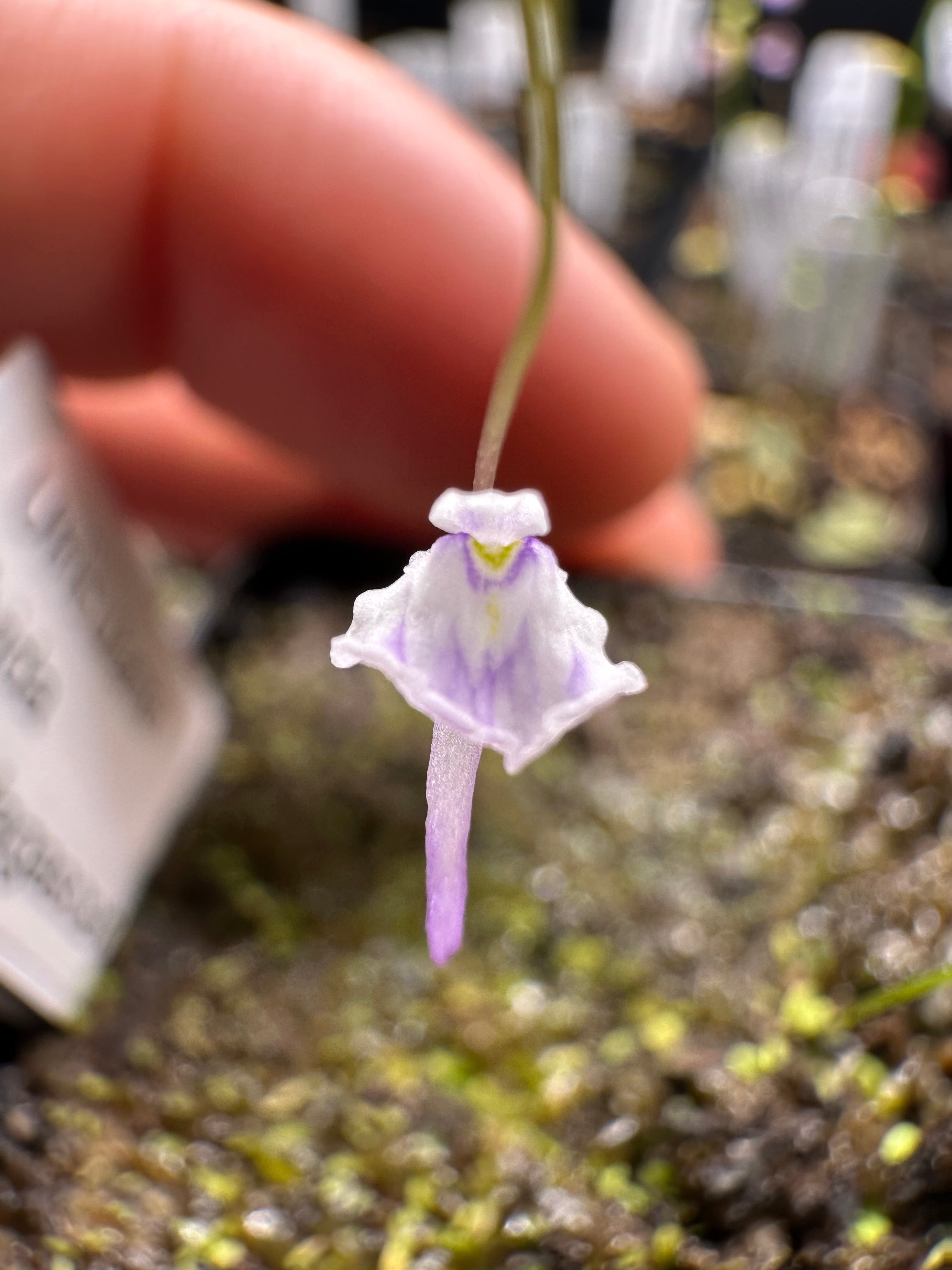 8 Utricularia plugs, growers choice
