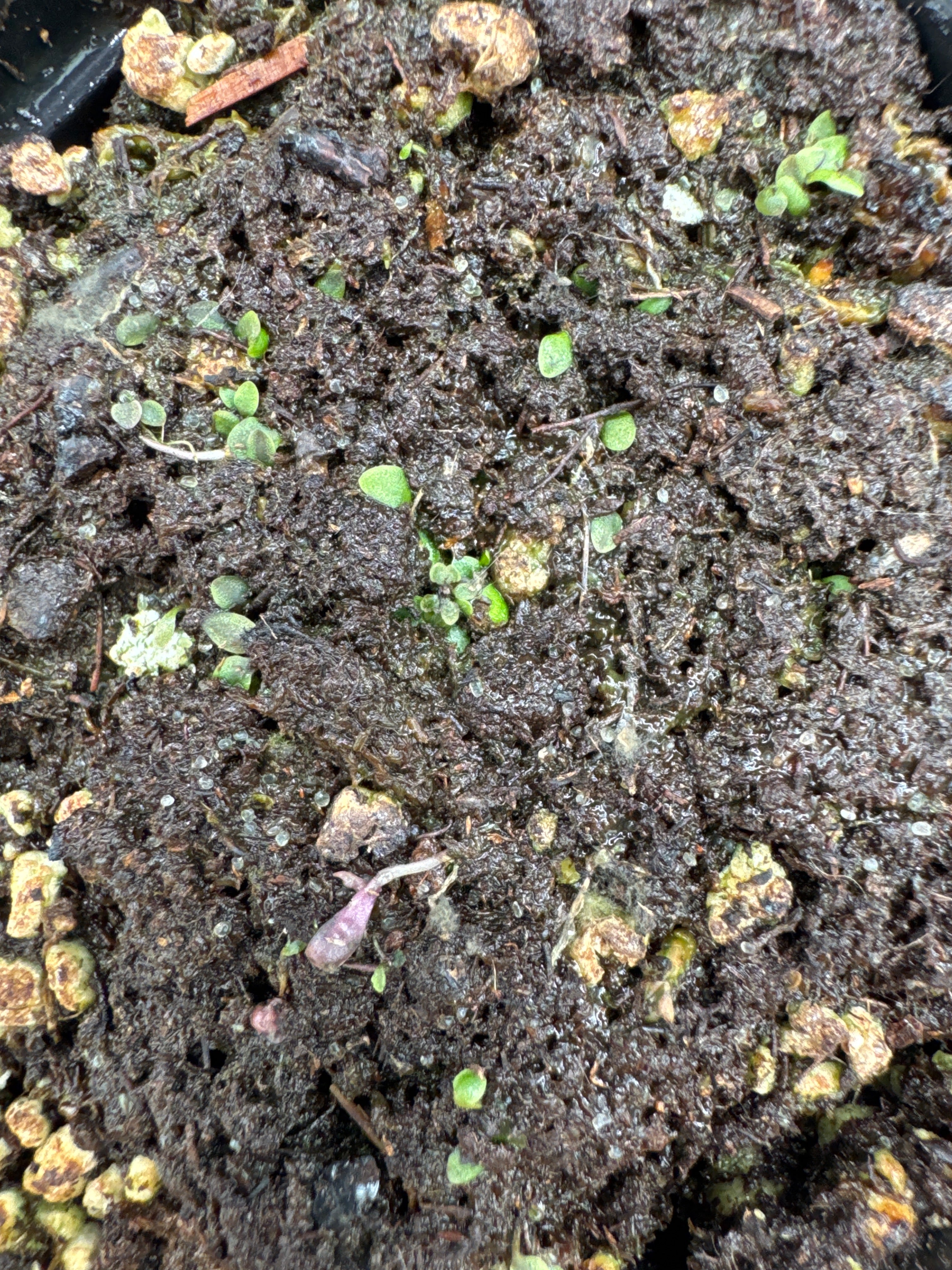 Utricularia dichotoma ssp. aquilona (South West Rocks, NSW, AUS)