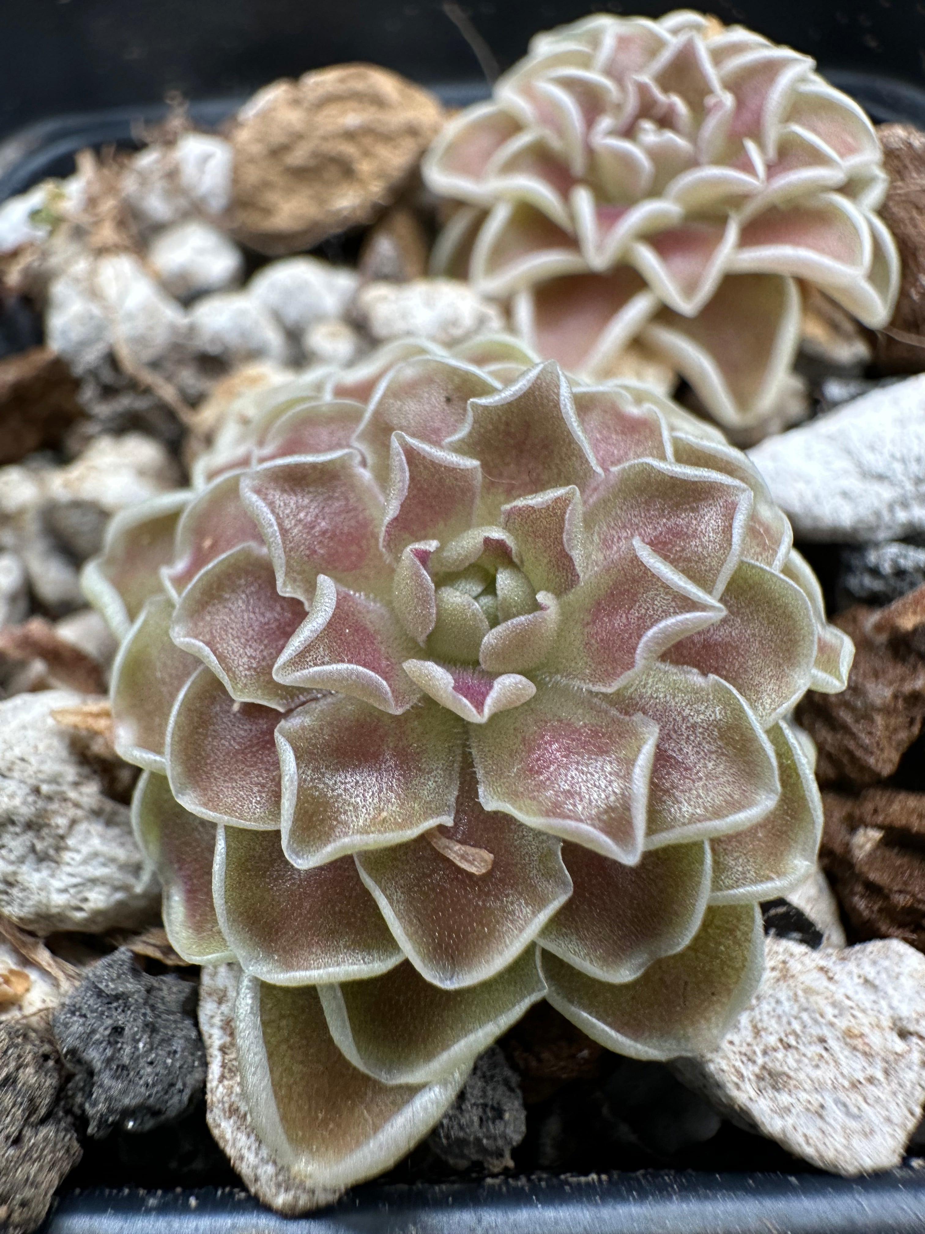 Pinguicula ehlersiae "Cotton Candy"