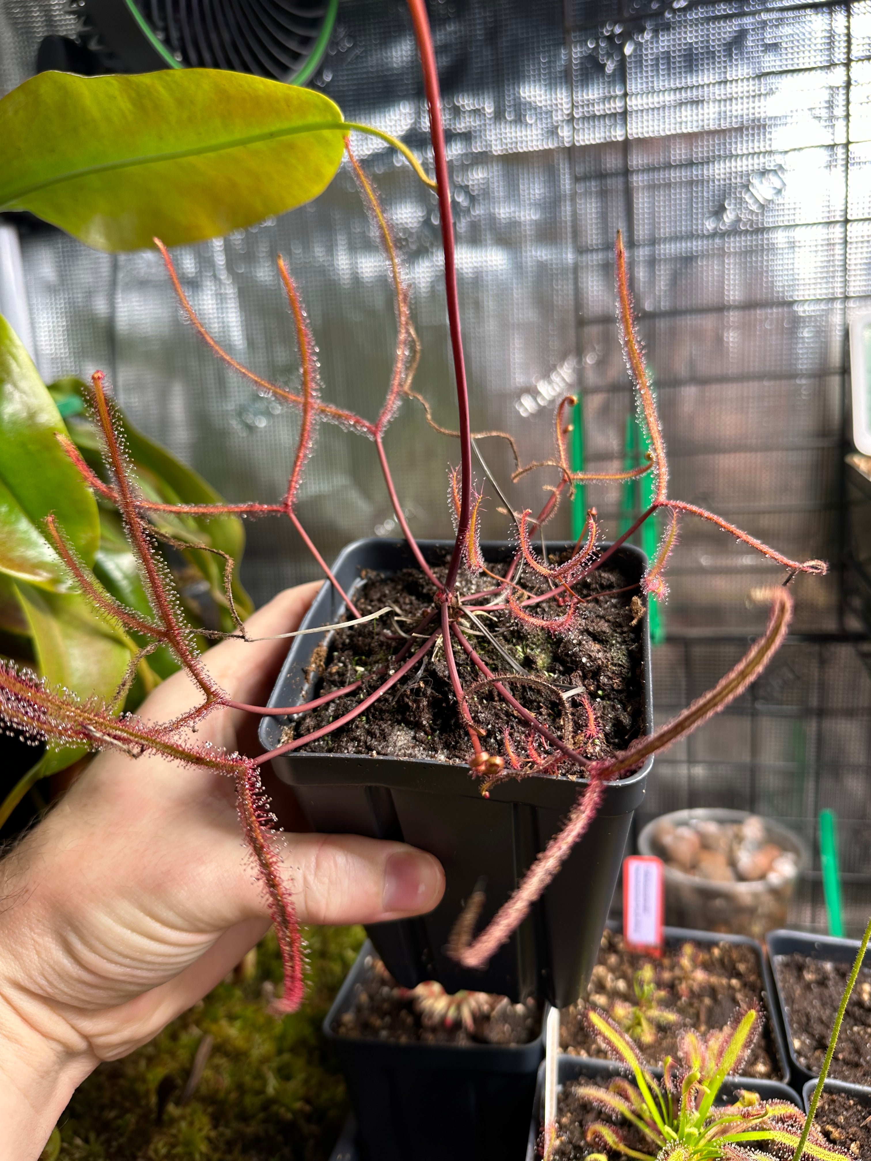 Drosera binata seeds