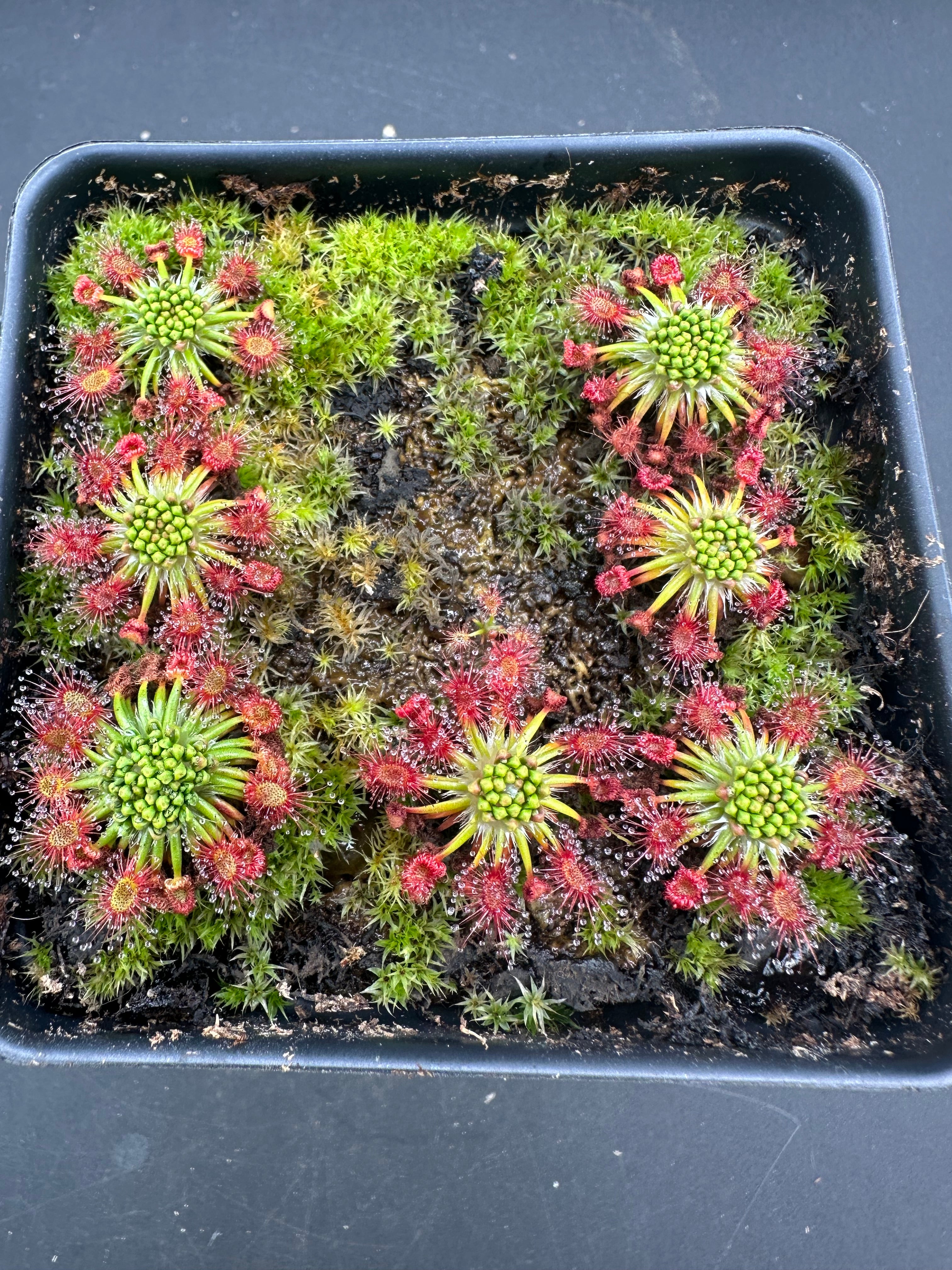 Drosera verrucata gemmae
