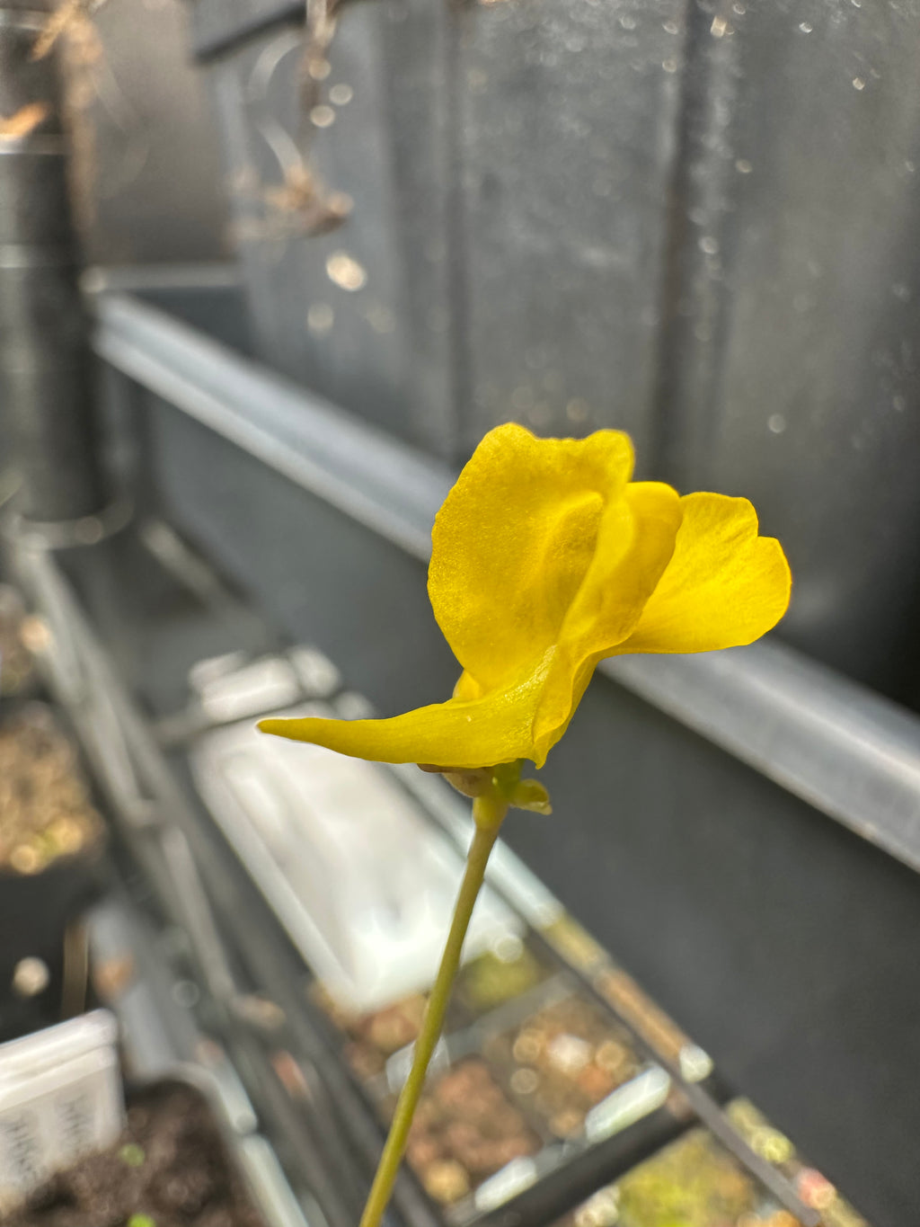 8 Utricularia plugs, growers choice