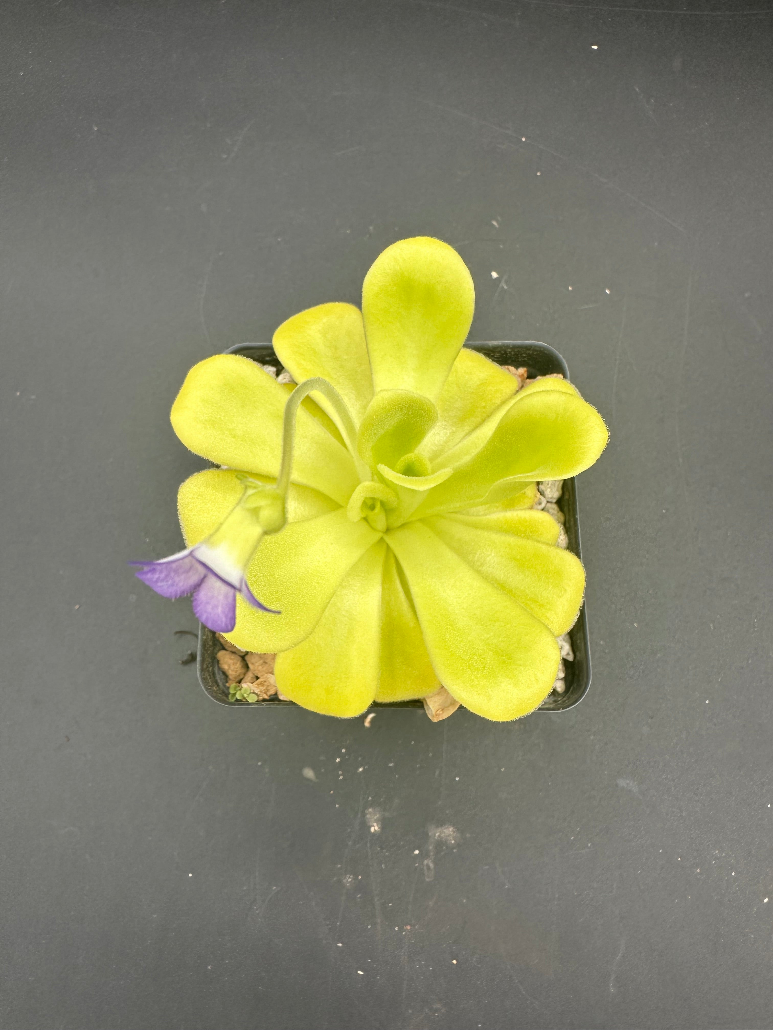 Pinguicula agnata "true blue"