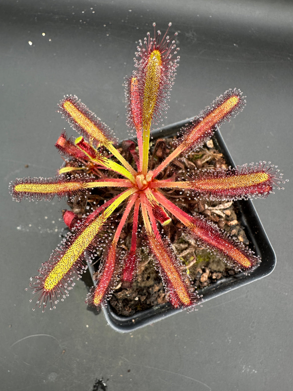 Drosera capensis (1285m Matroosberg, ZAF)