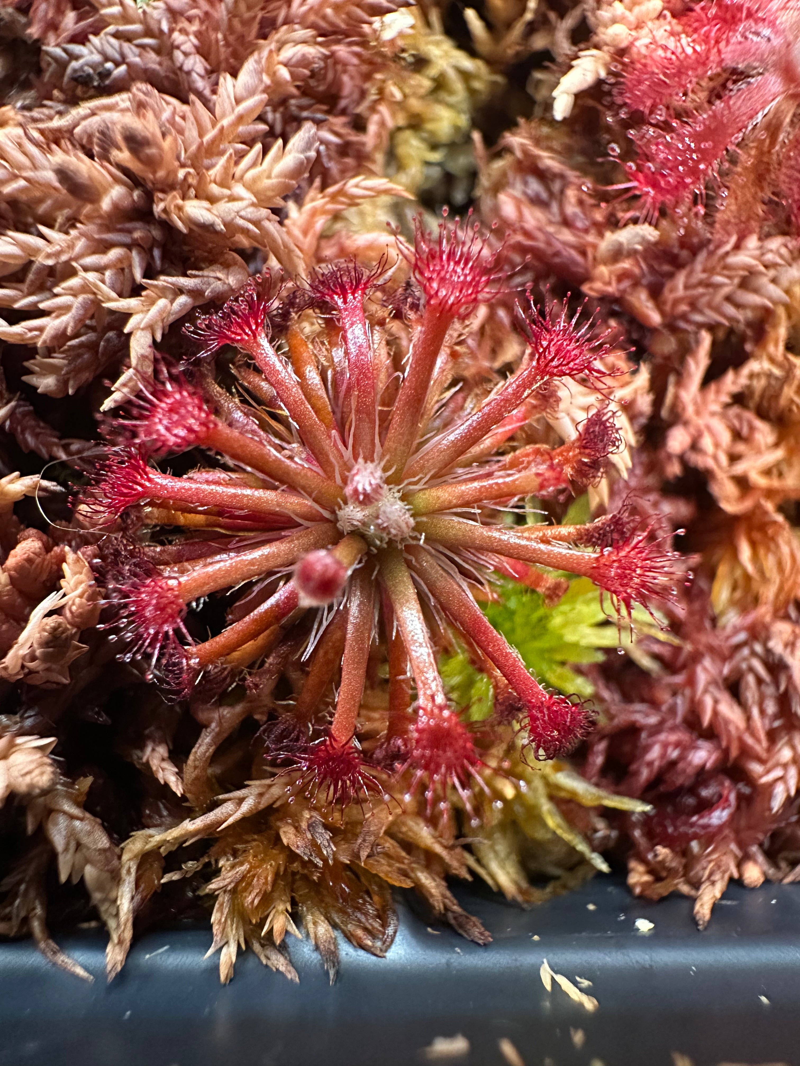 Drosera solaris (Mt Maringma-tepui, Pakaraima Mountains, Guyana)
