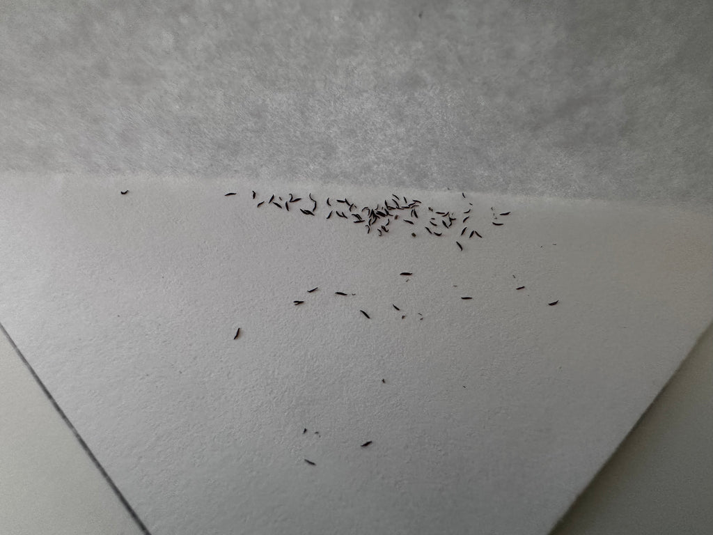 Pinguicula sp. Pachuca x elizabethiae seeds