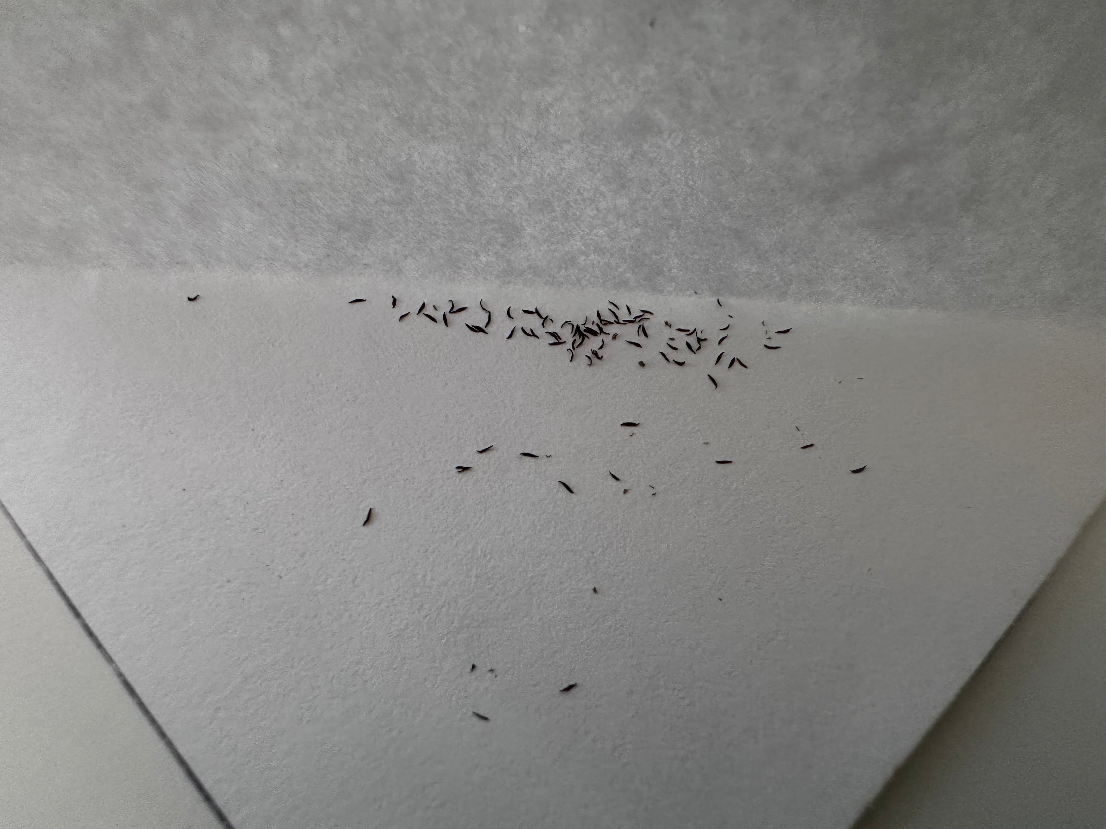 Pinguicula sp. Pachuca x elizabethiae seeds