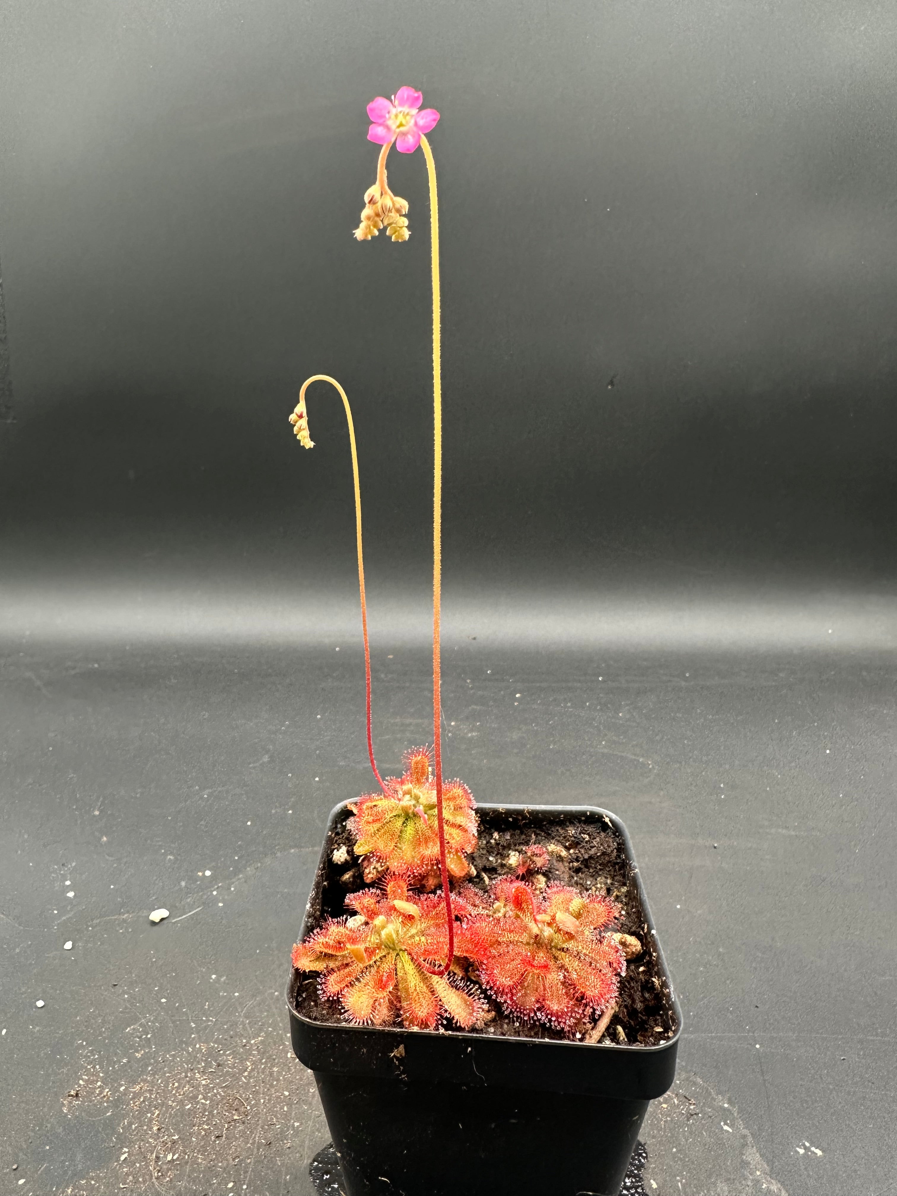 Drosera spatulata (Mobara, Chiba Prefecture, Japan) 50+ seeds