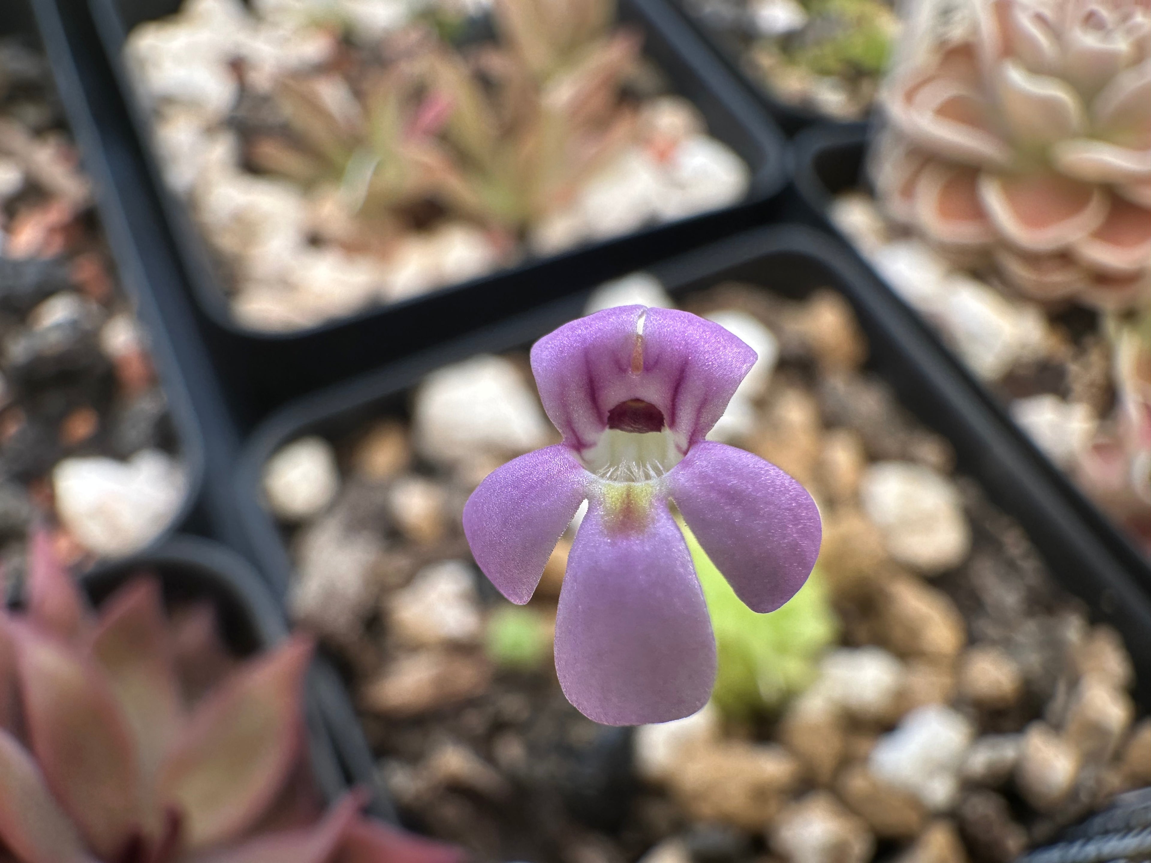 Pinguicula esseriana