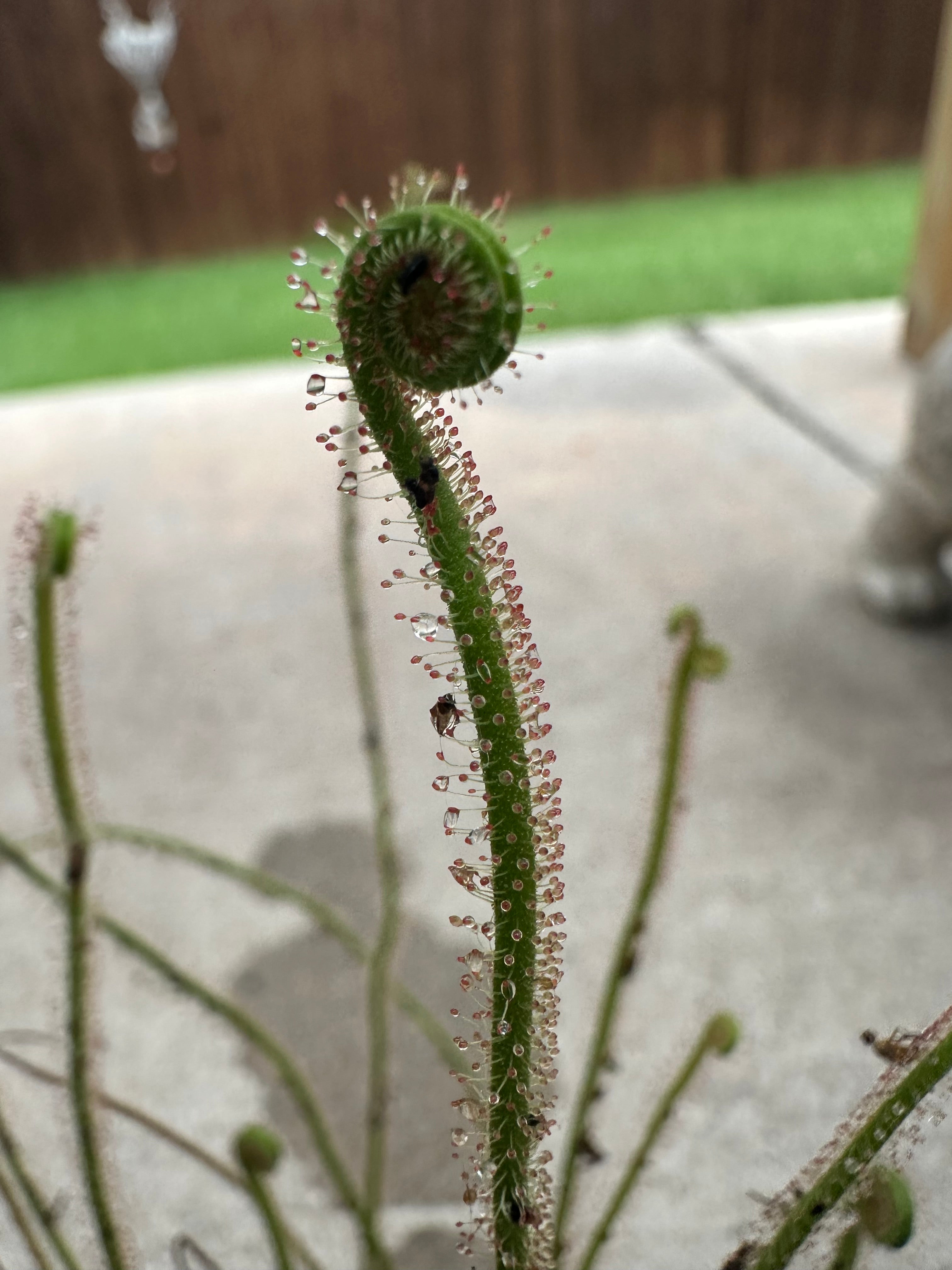 Drosera 'California Sunset' x self seeds