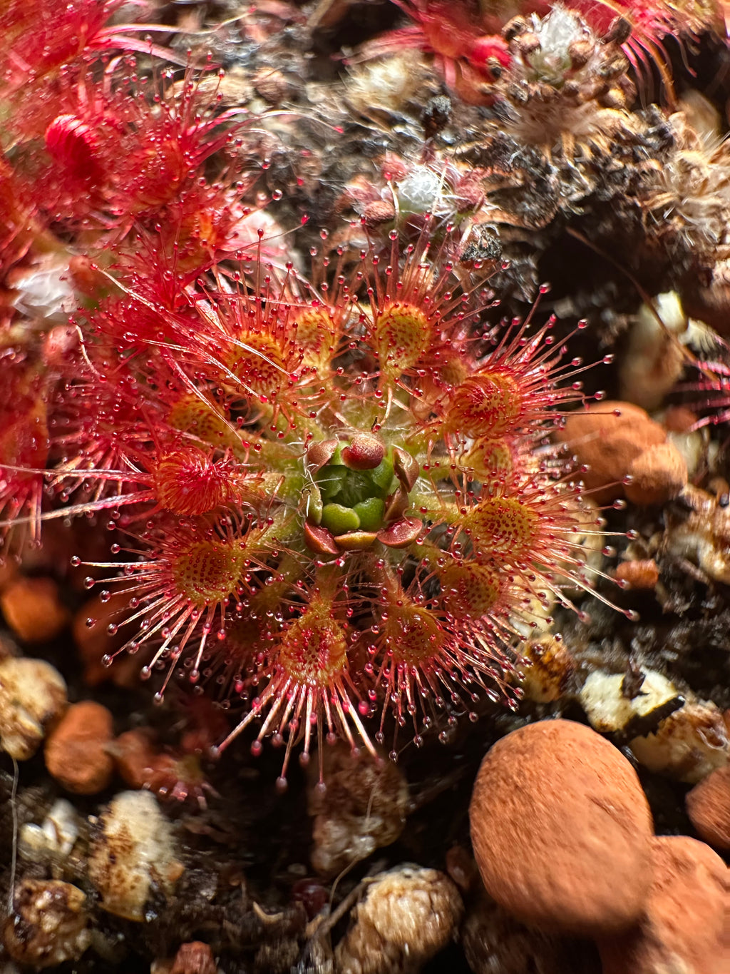 Drosera allantostigma gemmae