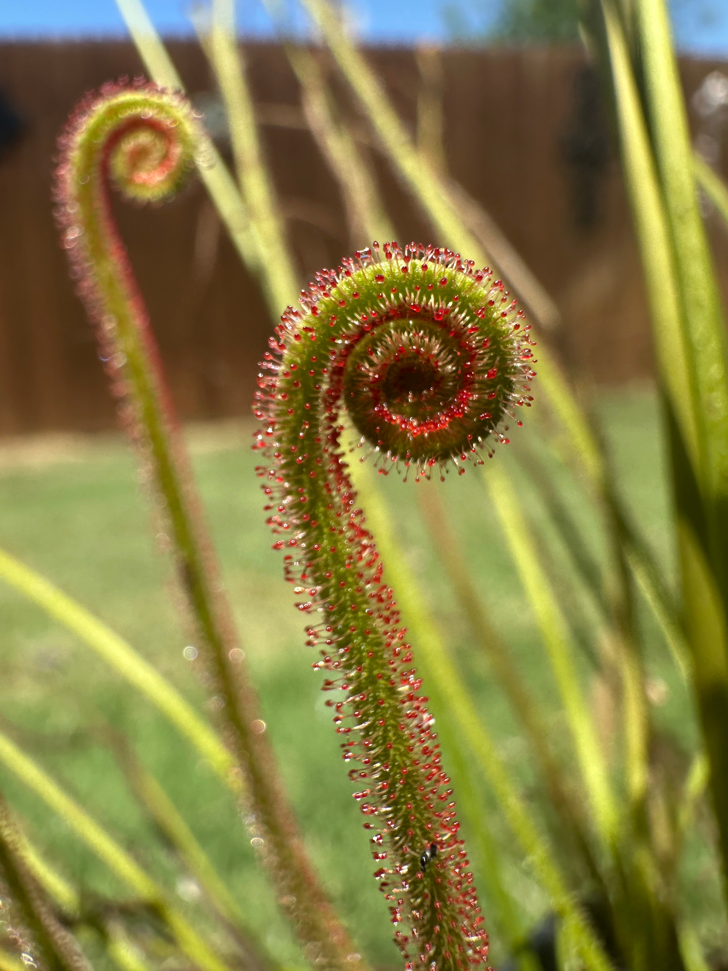 Drosera filiformis "florida red" x tracyi